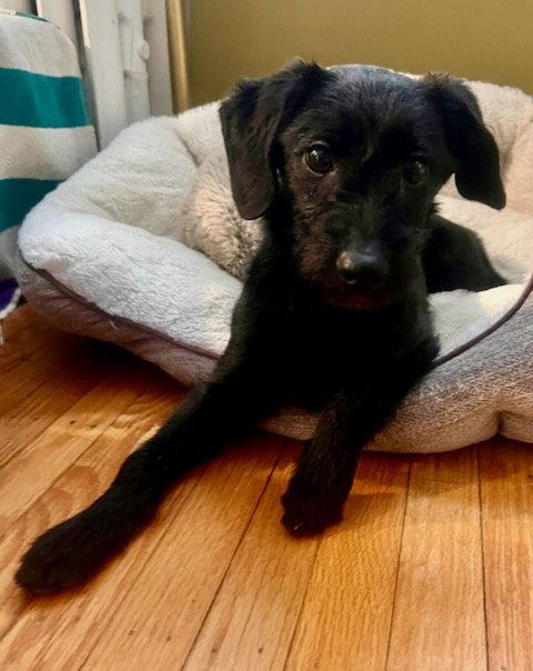 Enlarge Joey, a Adoptable mixed breed in Lancaster, PA image 3/3