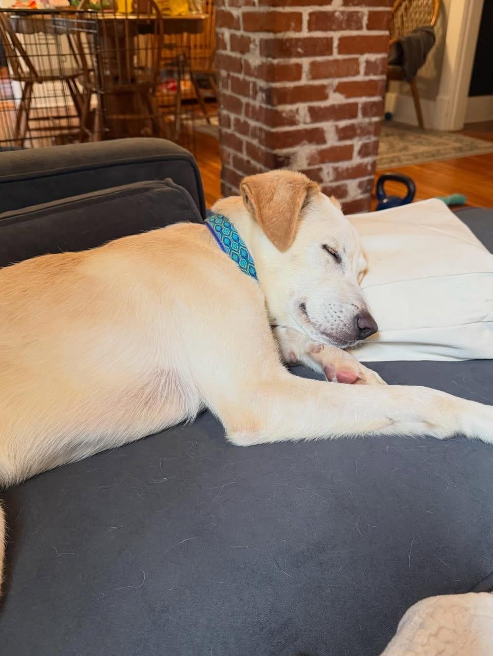 Enlarge Meeker, a ADOPTABLE Mixed Breed in Memphis, TN image 5/5