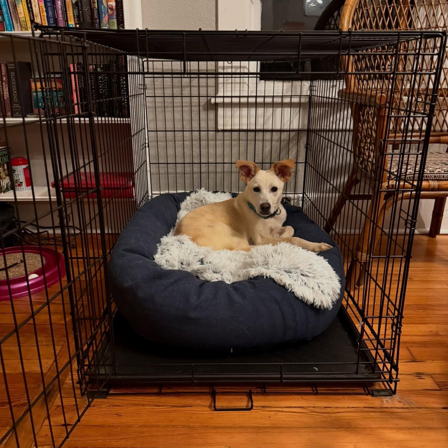 Enlarge Meeker, a ADOPTABLE Mixed Breed in Memphis, TN image 3/5