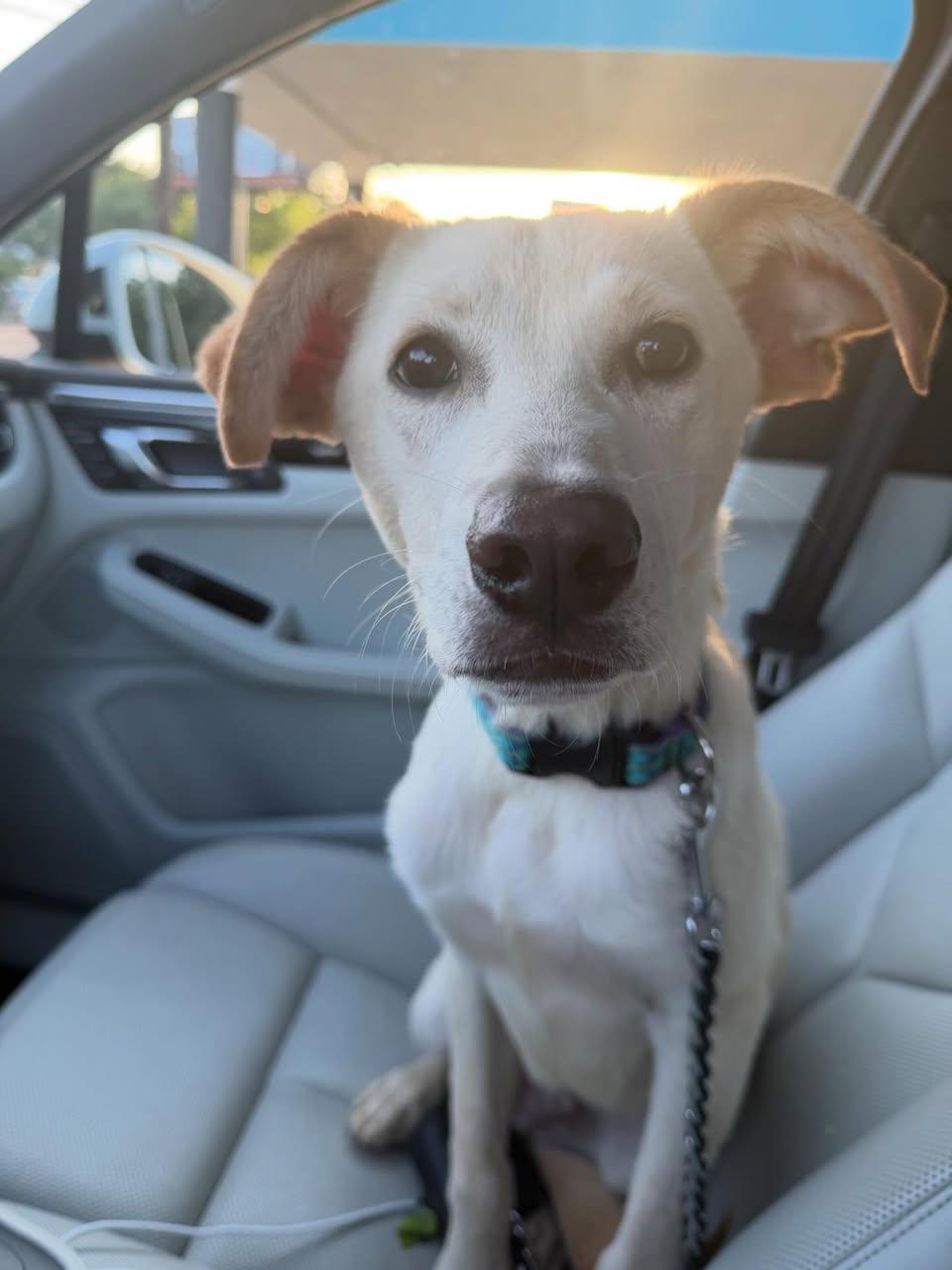 Enlarge Meeker, a ADOPTABLE Mixed Breed in Memphis, TN image 4/5