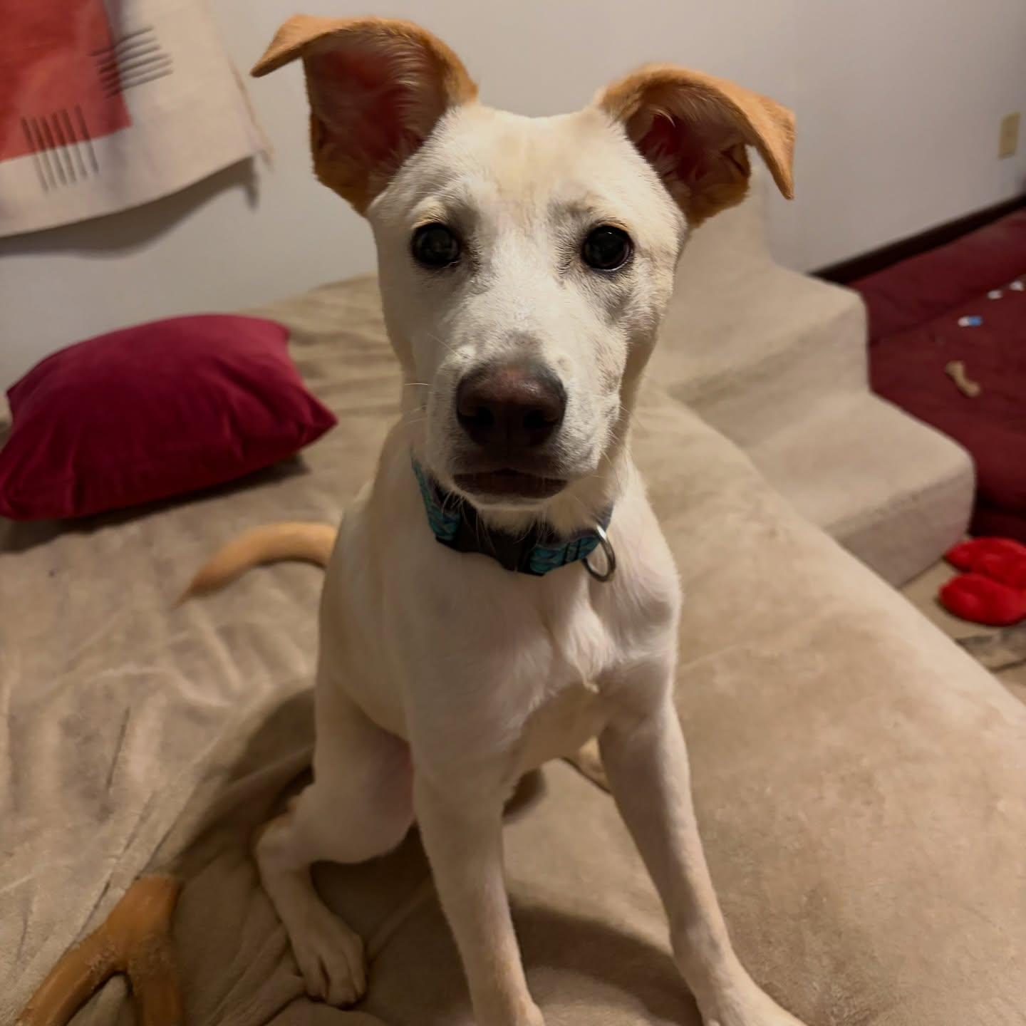 Enlarge Meeker, a ADOPTABLE Mixed Breed in Memphis, TN image 1/5