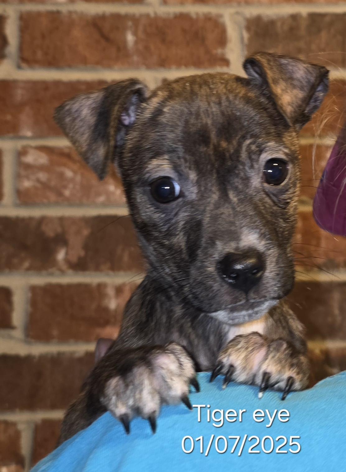Enlarge Tiger eye , a ADOPTABLE mixed breed in Warren, RI image 4/5