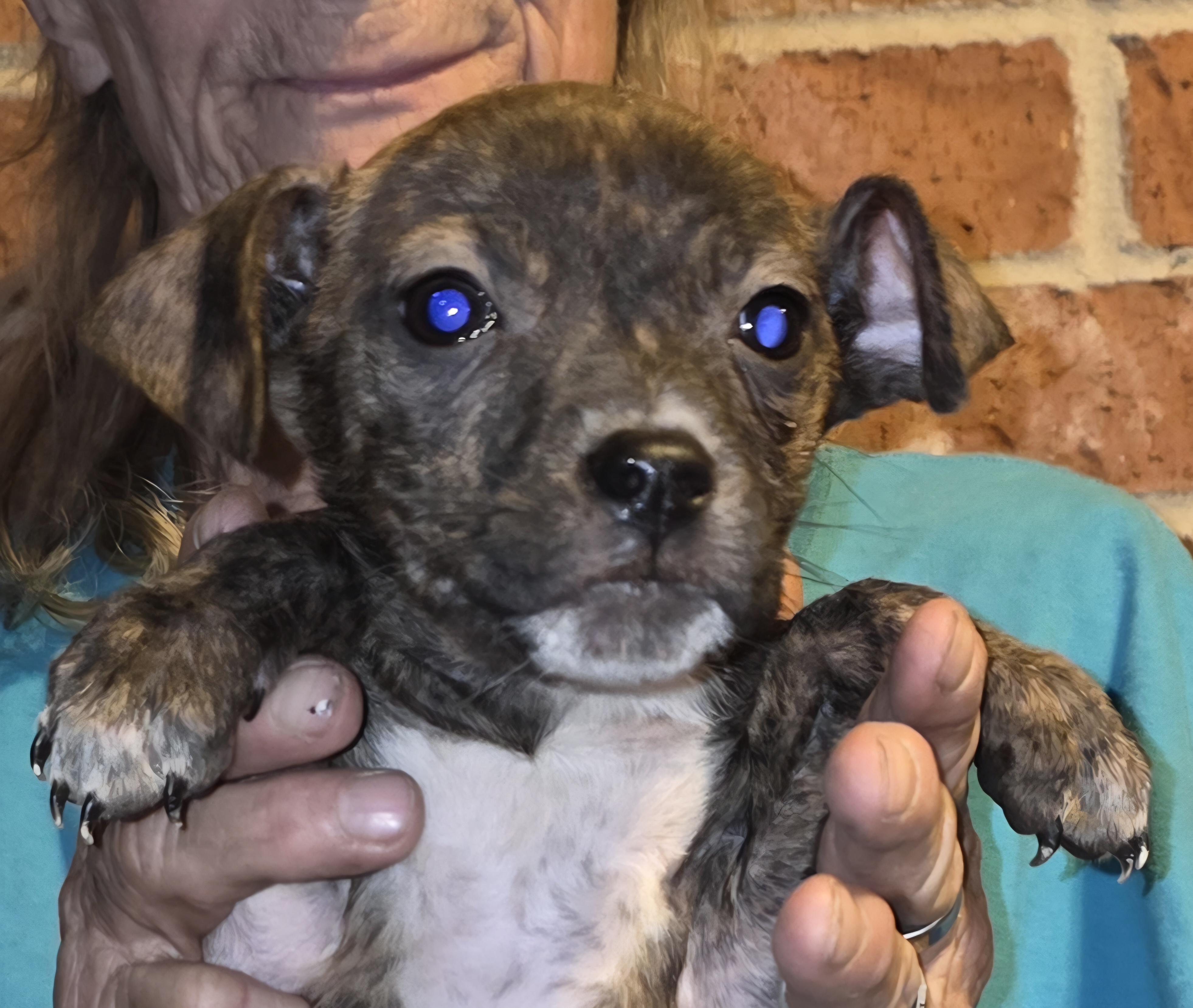 Enlarge Tiger eye , a ADOPTABLE mixed breed in Warren, RI image 2/5