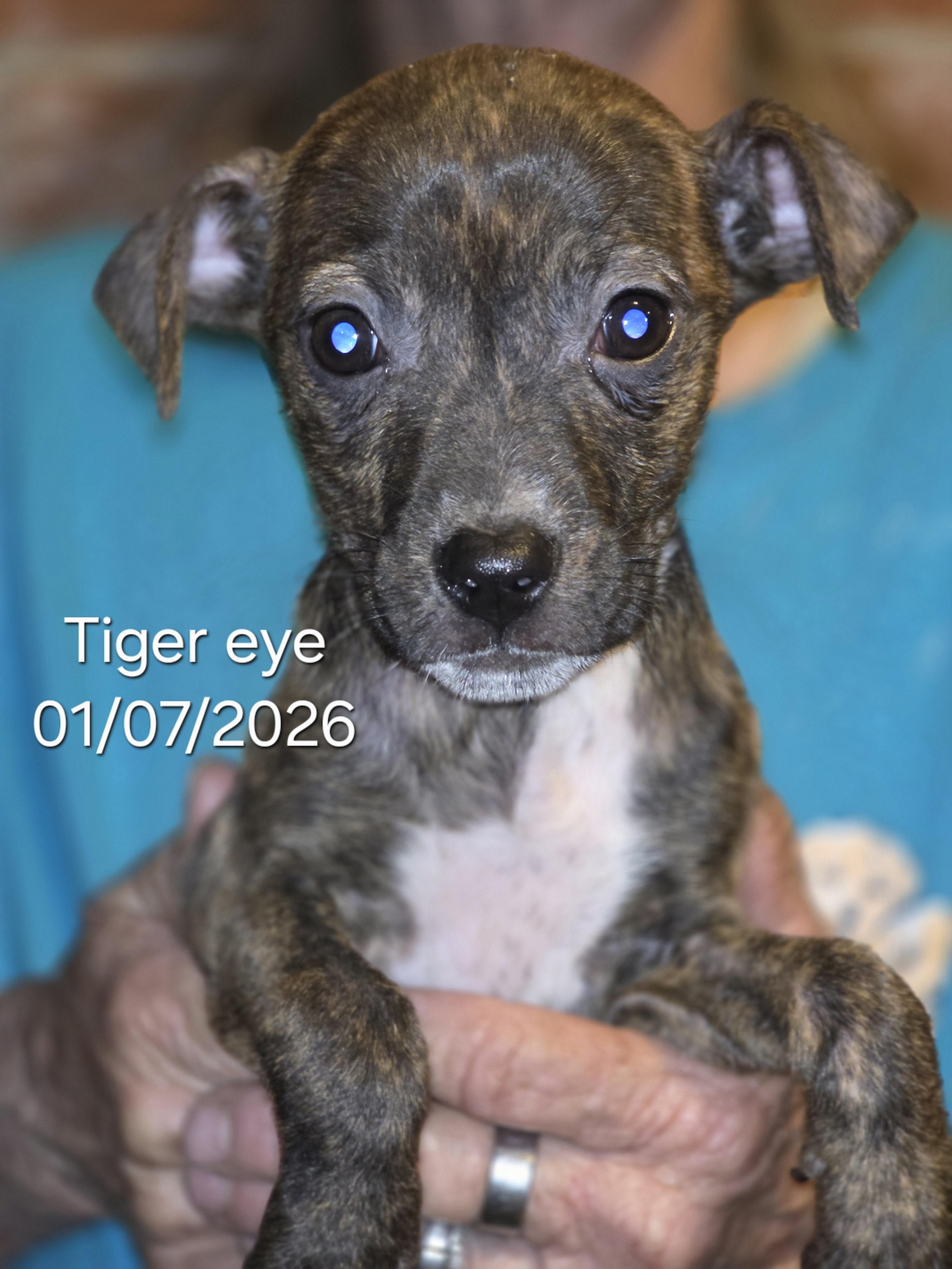 Enlarge Tiger eye , a ADOPTABLE mixed breed in Warren, RI image 1/5