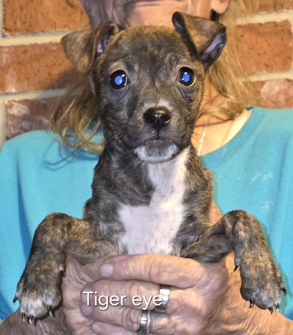 Enlarge Tiger eye , a ADOPTABLE mixed breed in Warren, RI image 5/5