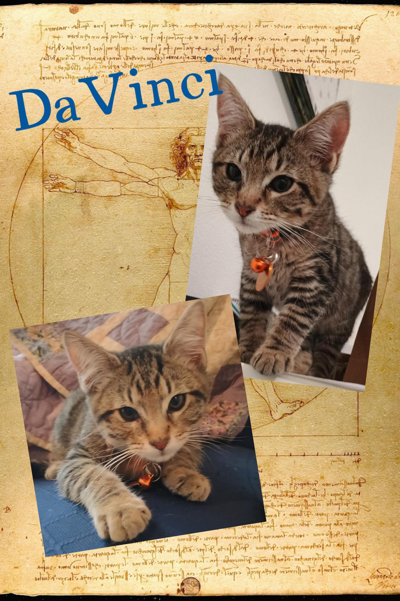 Enlarge DaVinci, an adoptable Tabby in Pasco, WA image 4/5