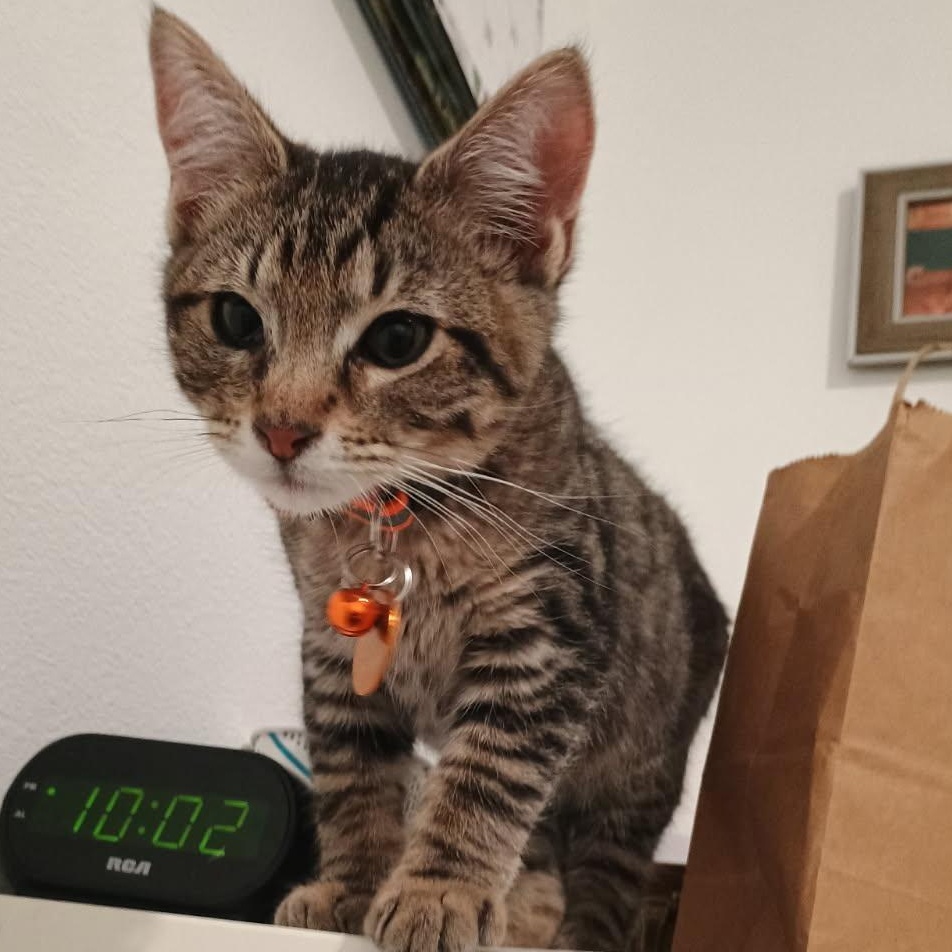 Enlarge DaVinci, an adoptable Tabby in Pasco, WA image 2/5