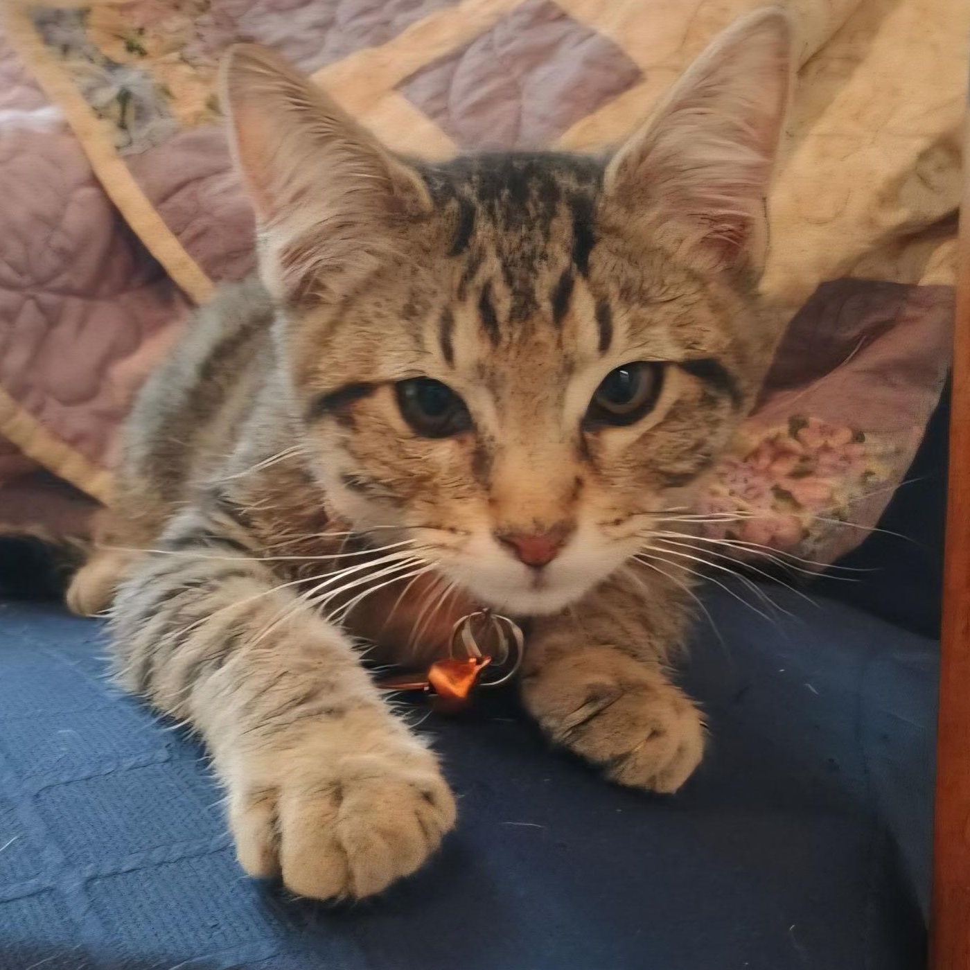 DaVinci, adoptable, Kitten Male Tabby.