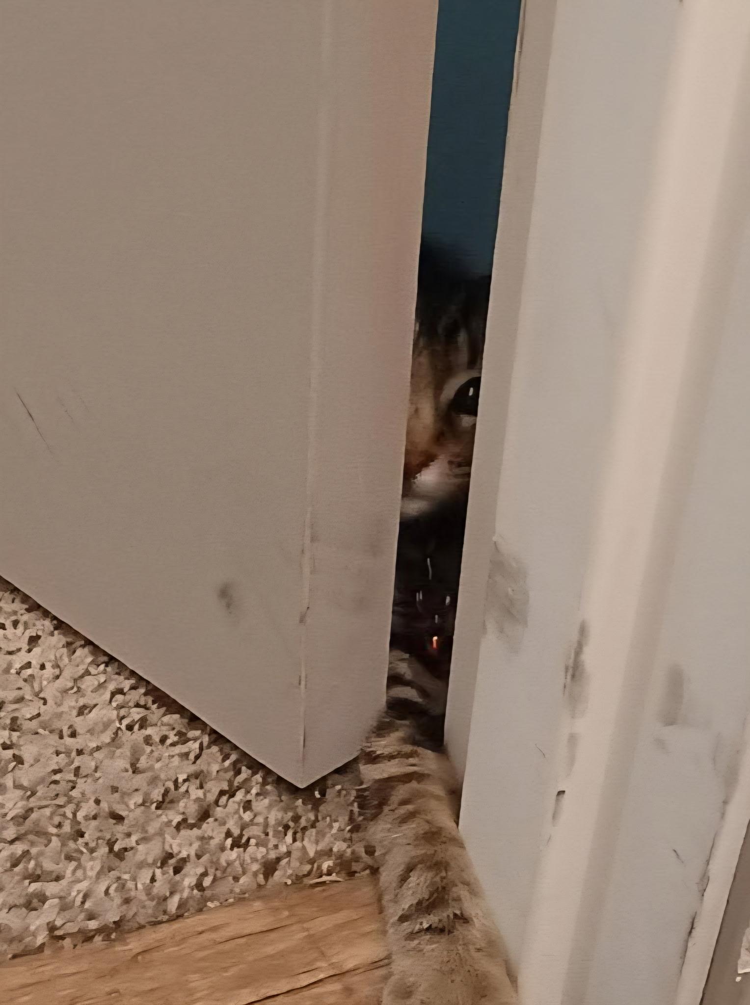 Enlarge DaVinci, an adoptable Tabby in Pasco, WA image 5/5