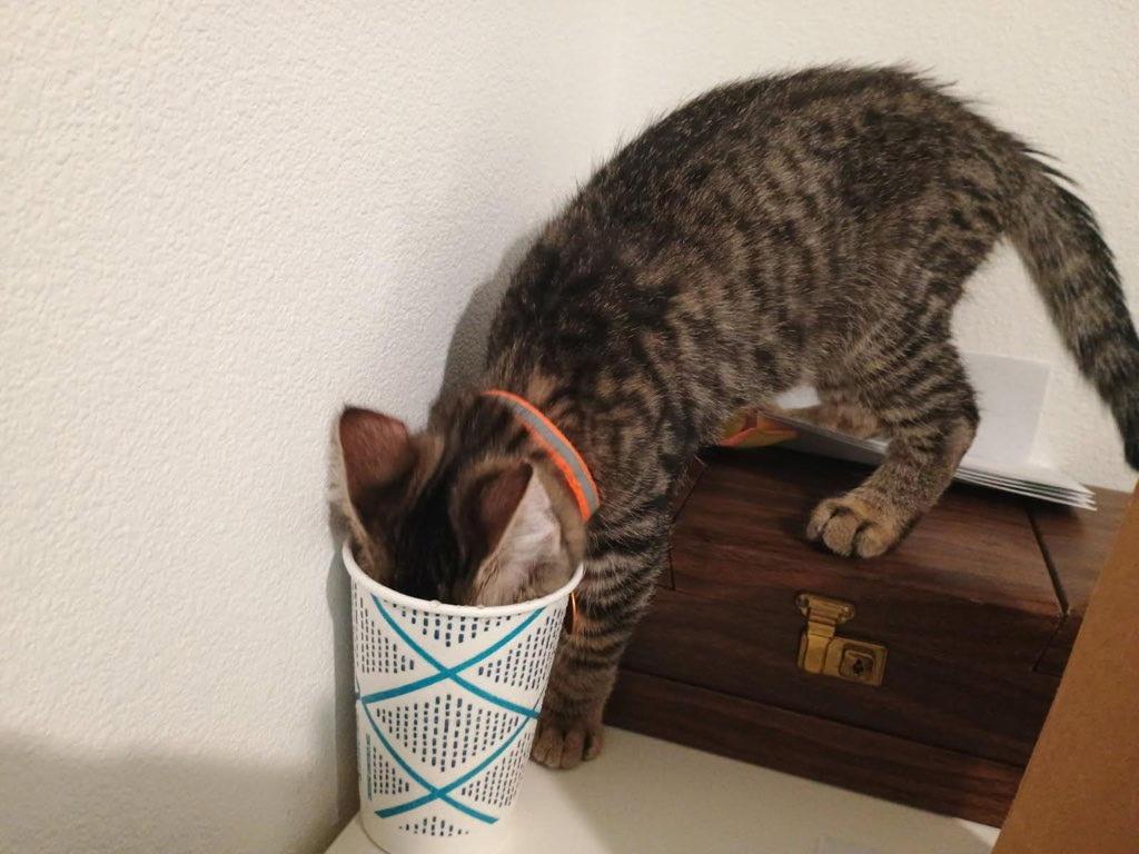 Enlarge DaVinci, an adoptable Tabby in Pasco, WA image 3/5