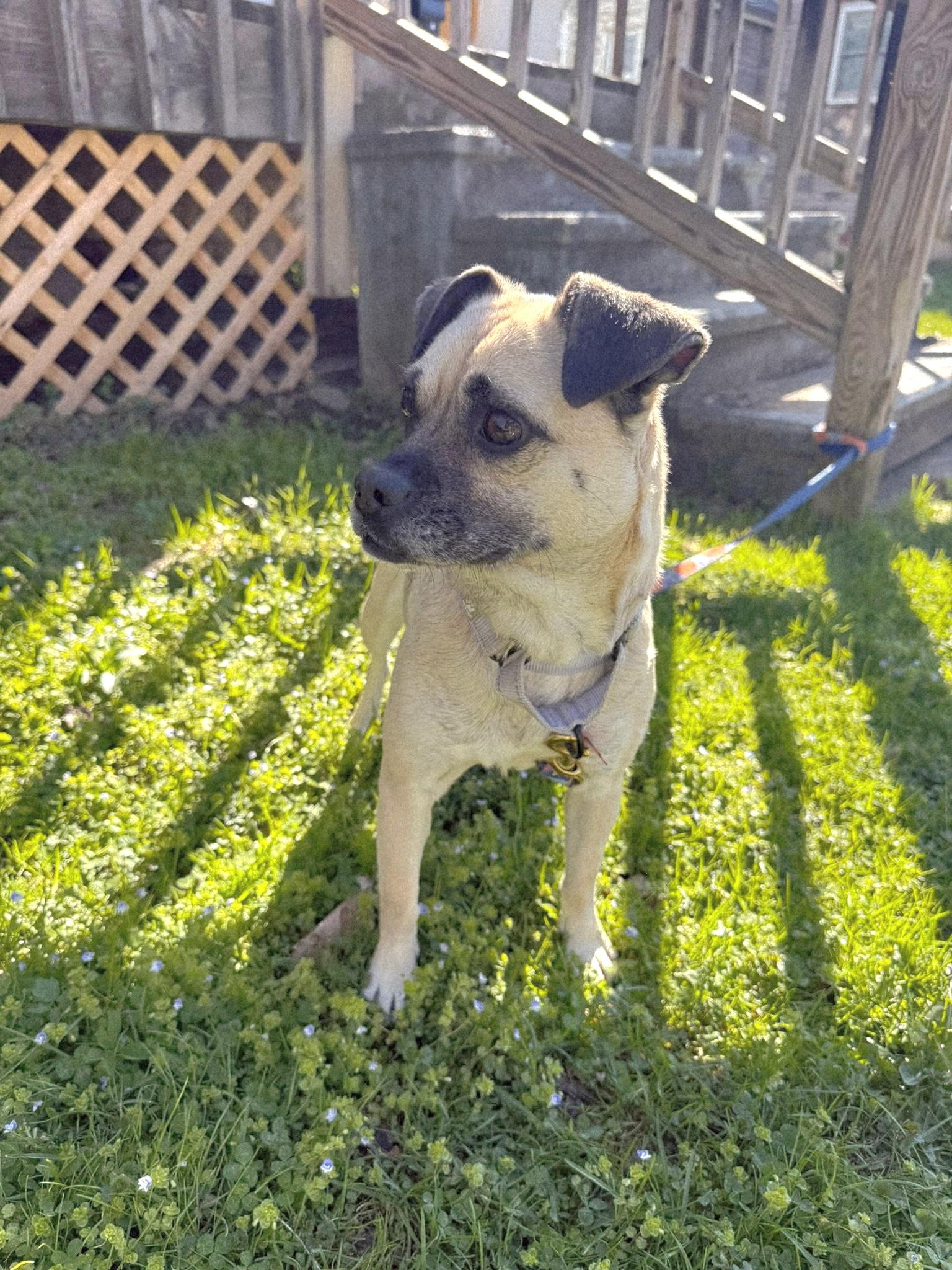 Enlarge Bella the Pug, an adopted mixed breed in Salamanca, NY image 2/3