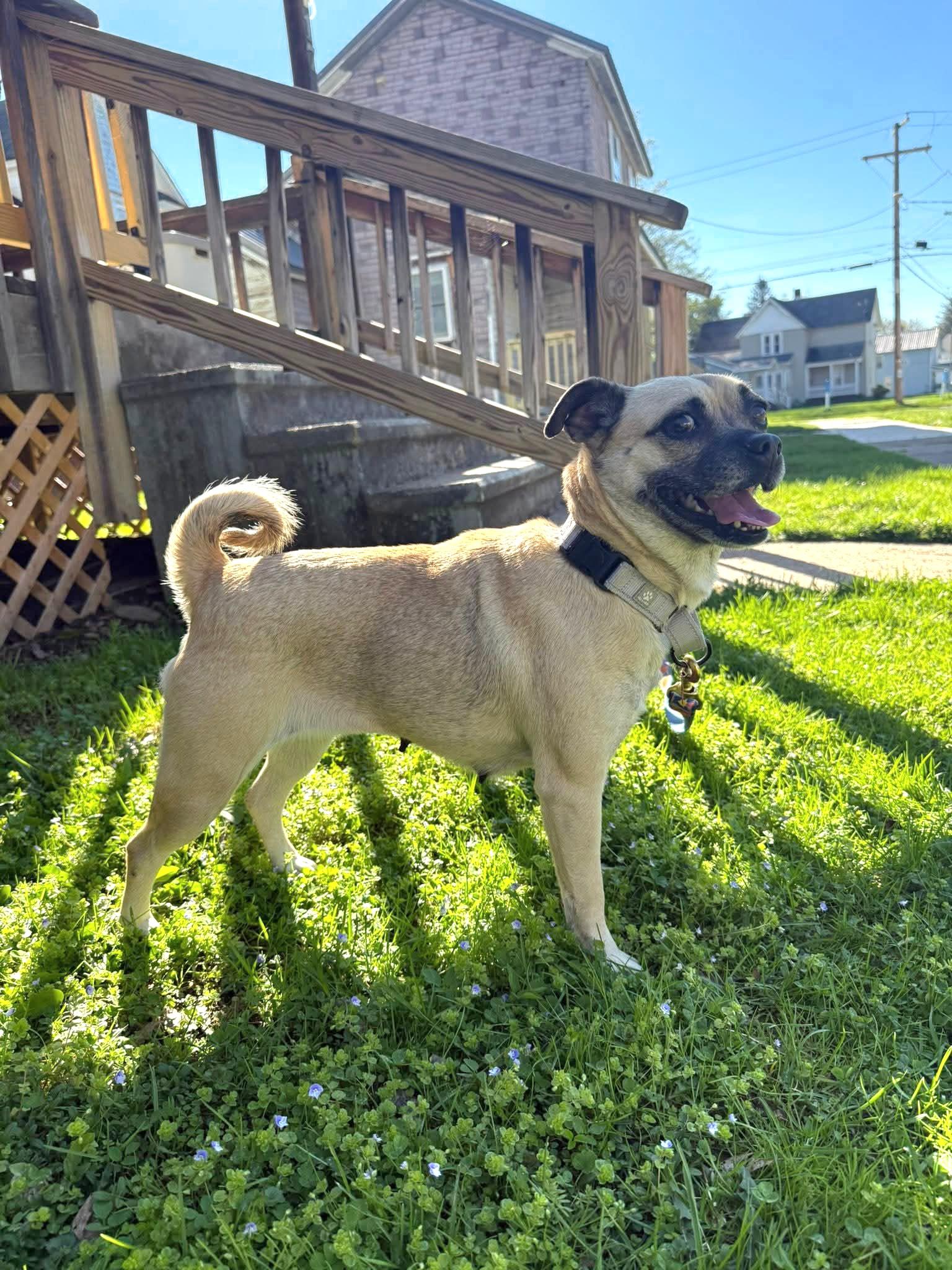 Enlarge Bella the Pug, an adopted mixed breed in Salamanca, NY image 1/3
