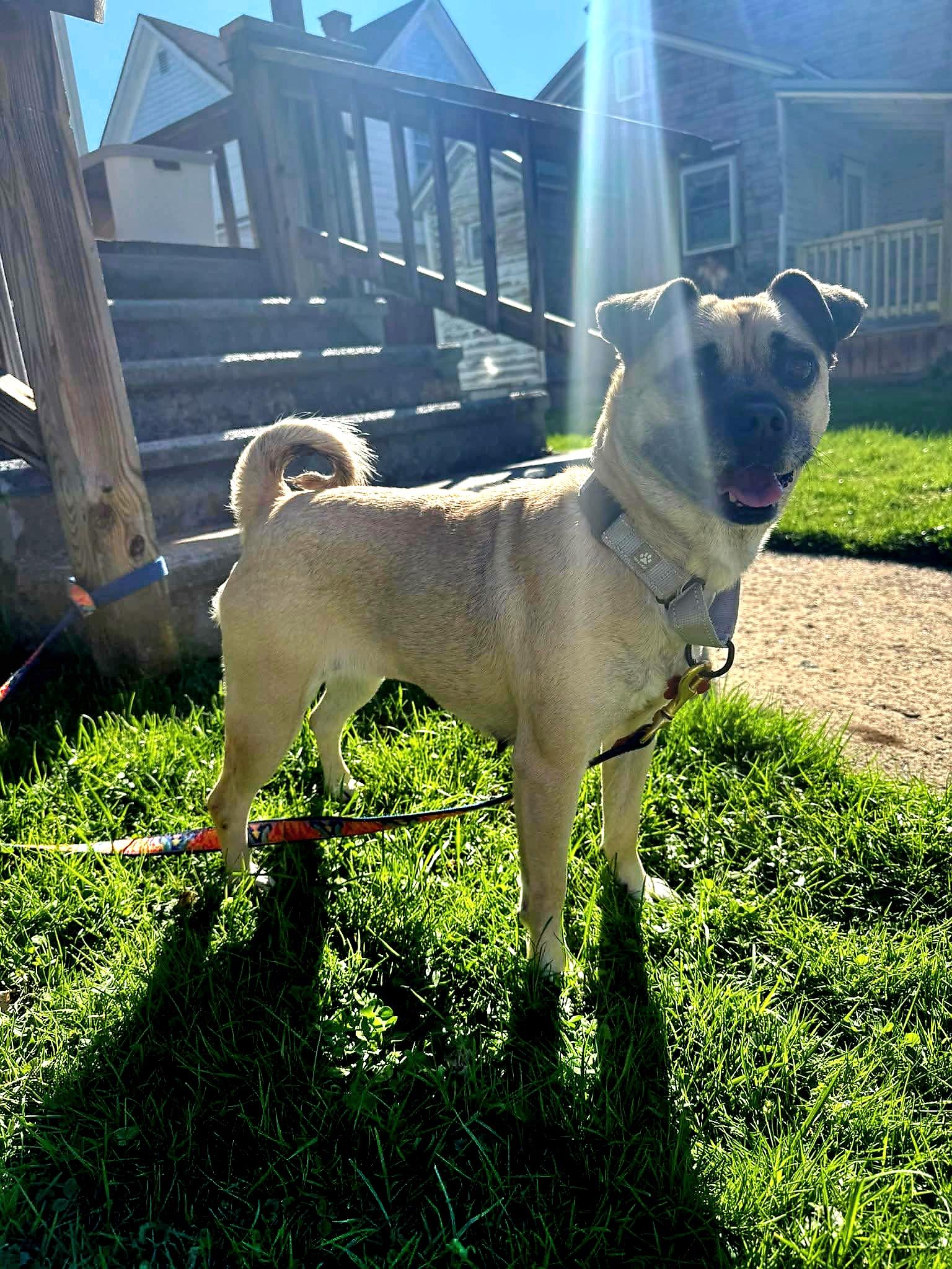 Enlarge Bella the Pug, an adopted mixed breed in Salamanca, NY image 3/3