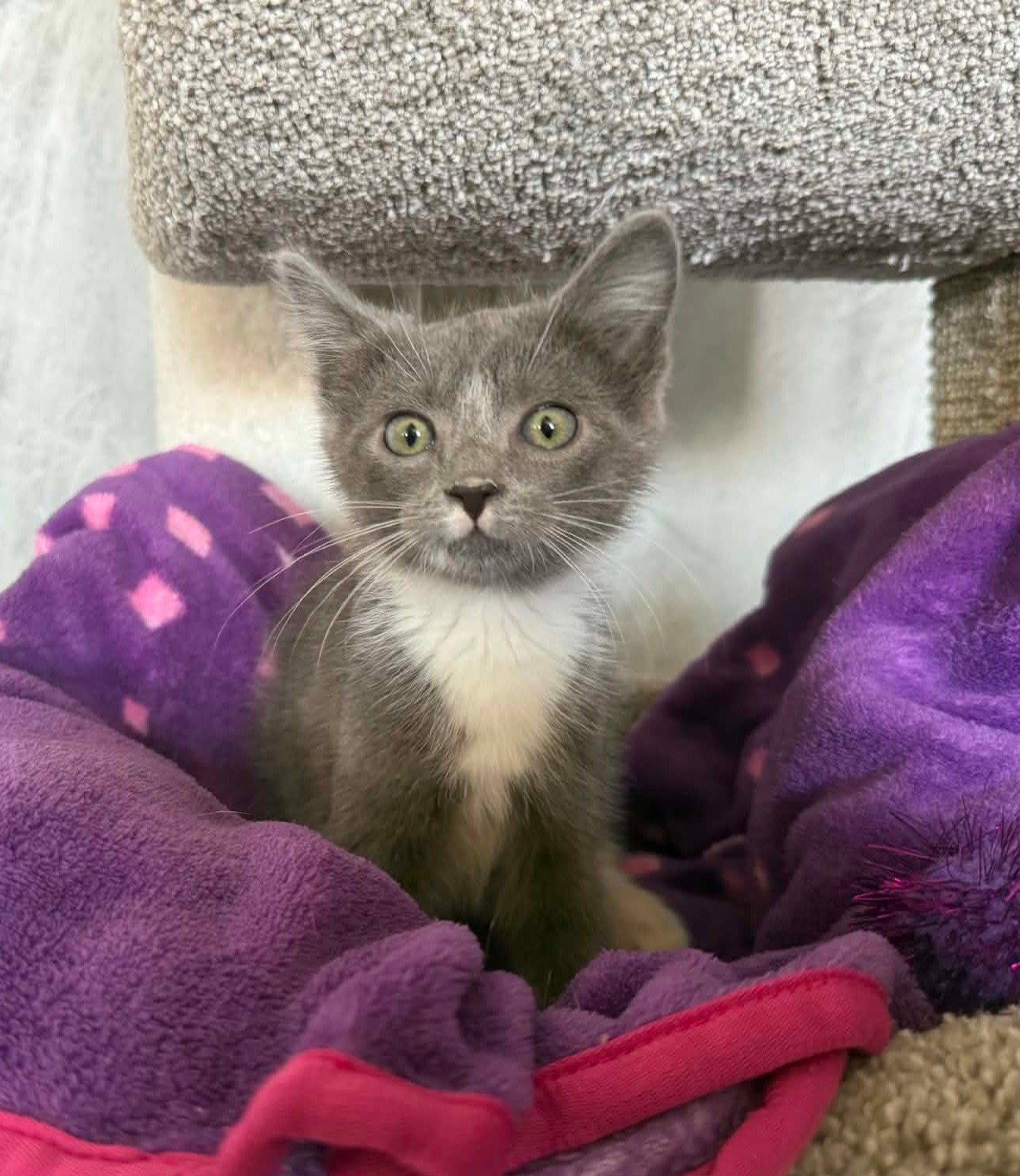*June, Adopted, Kitten Female Domestic Short Hair.