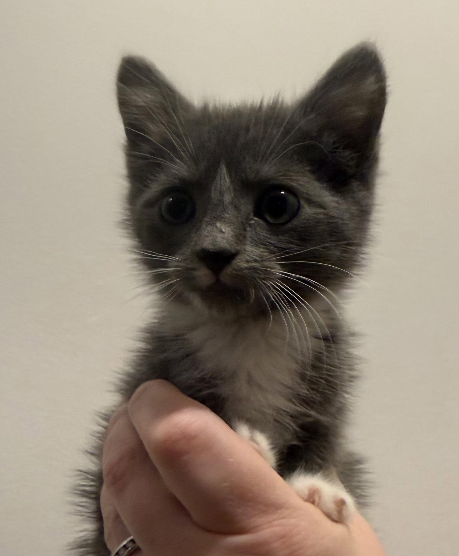 *June, a Adopted Domestic Short Hair in Forest, VA image 2/2