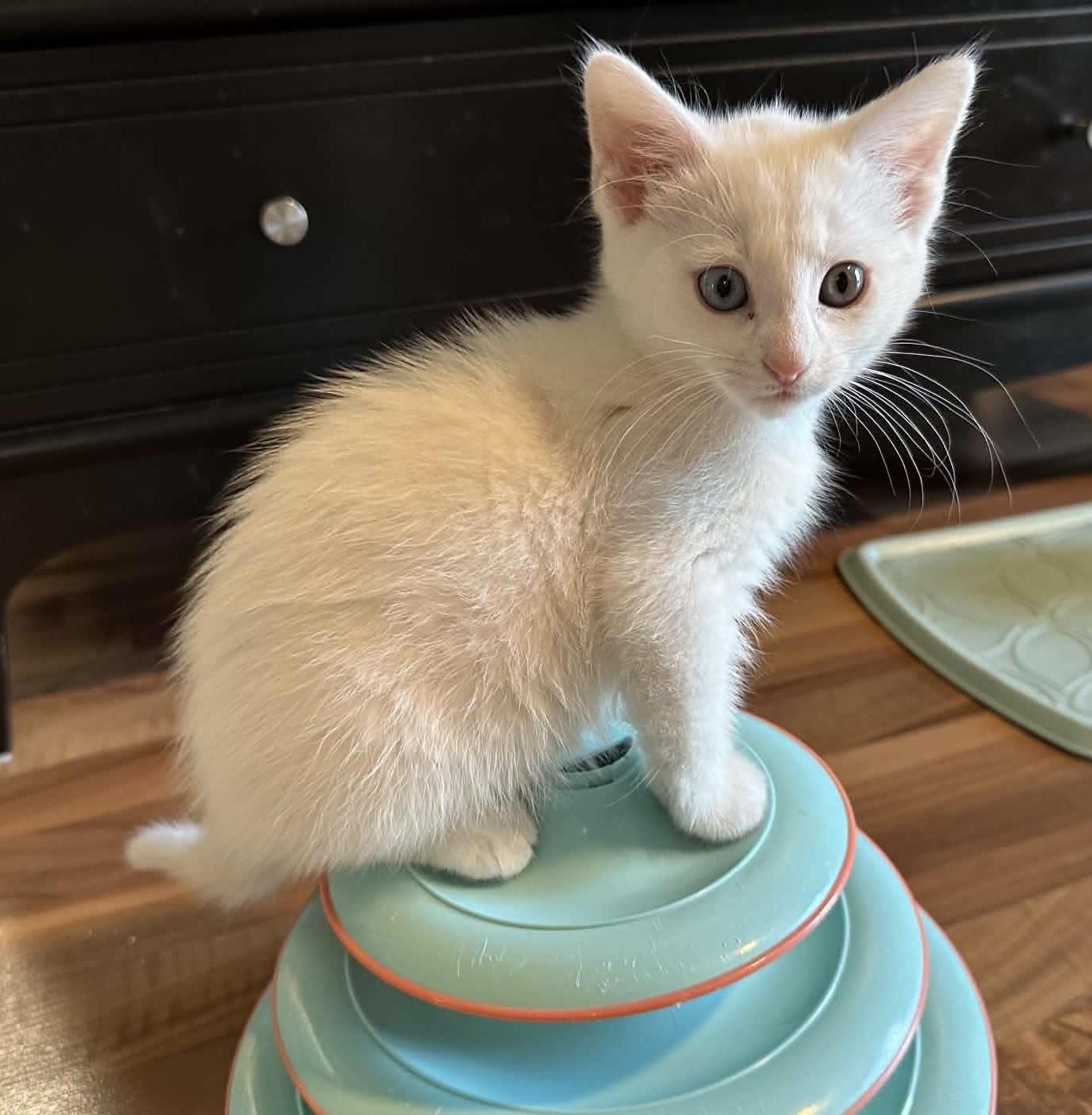 Enlarge Lumi, a Adoptable Domestic Medium Hair in Bonney Lake, WA image 2/6
