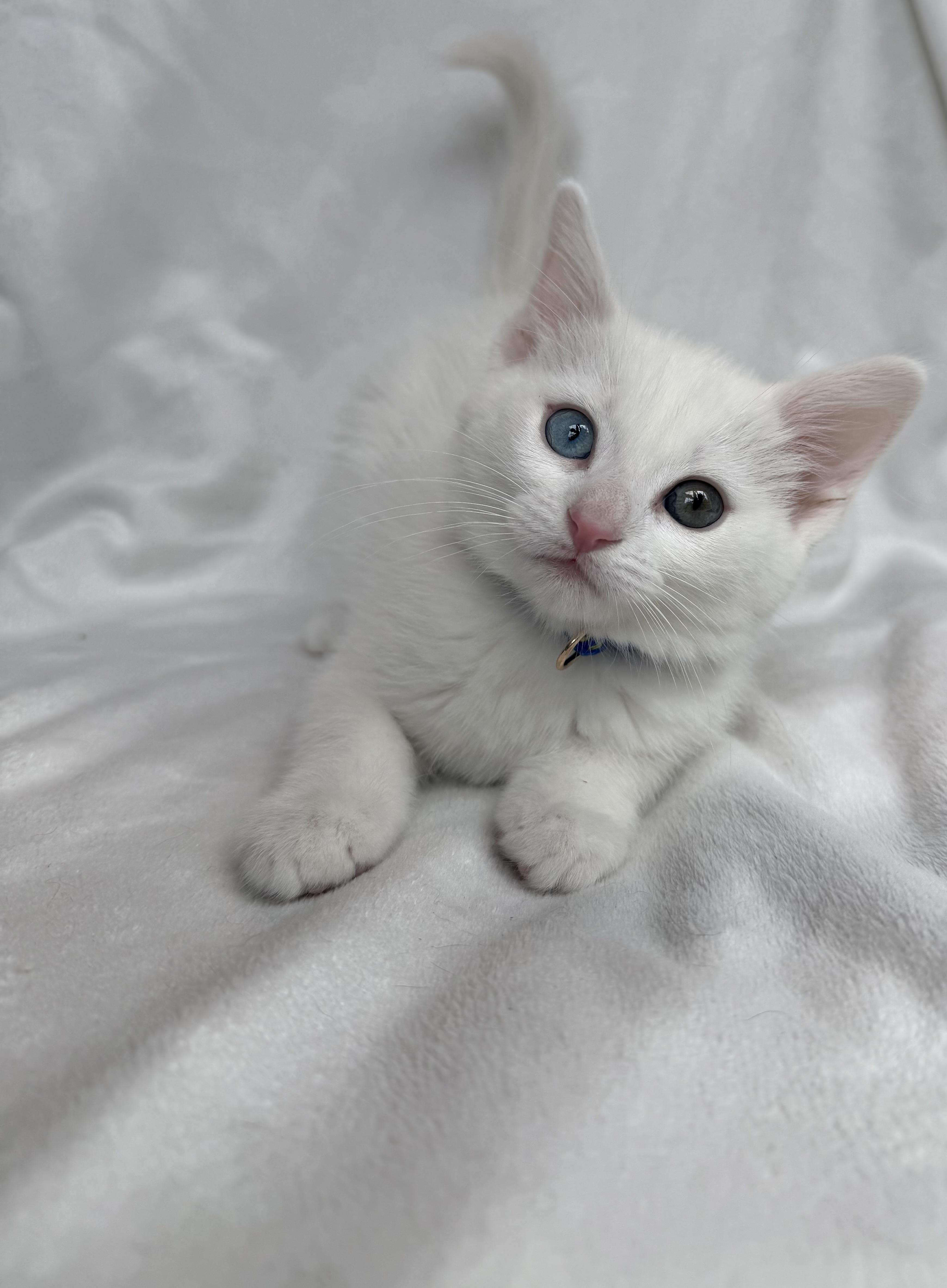 Enlarge Lumi, a Adoptable Domestic Medium Hair in Bonney Lake, WA image 1/6