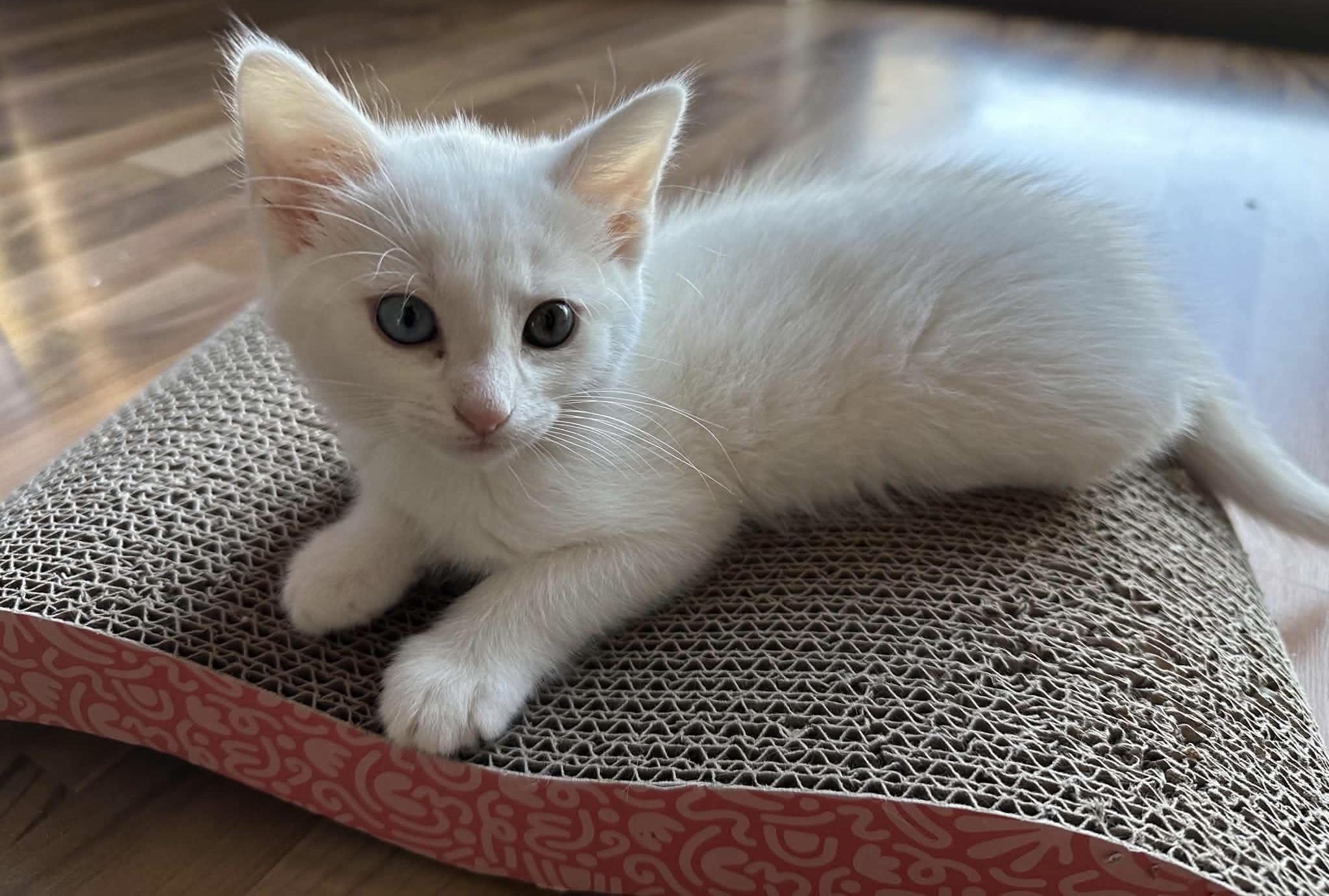 Enlarge Lumi, a Adoptable Domestic Medium Hair in Bonney Lake, WA image 4/6