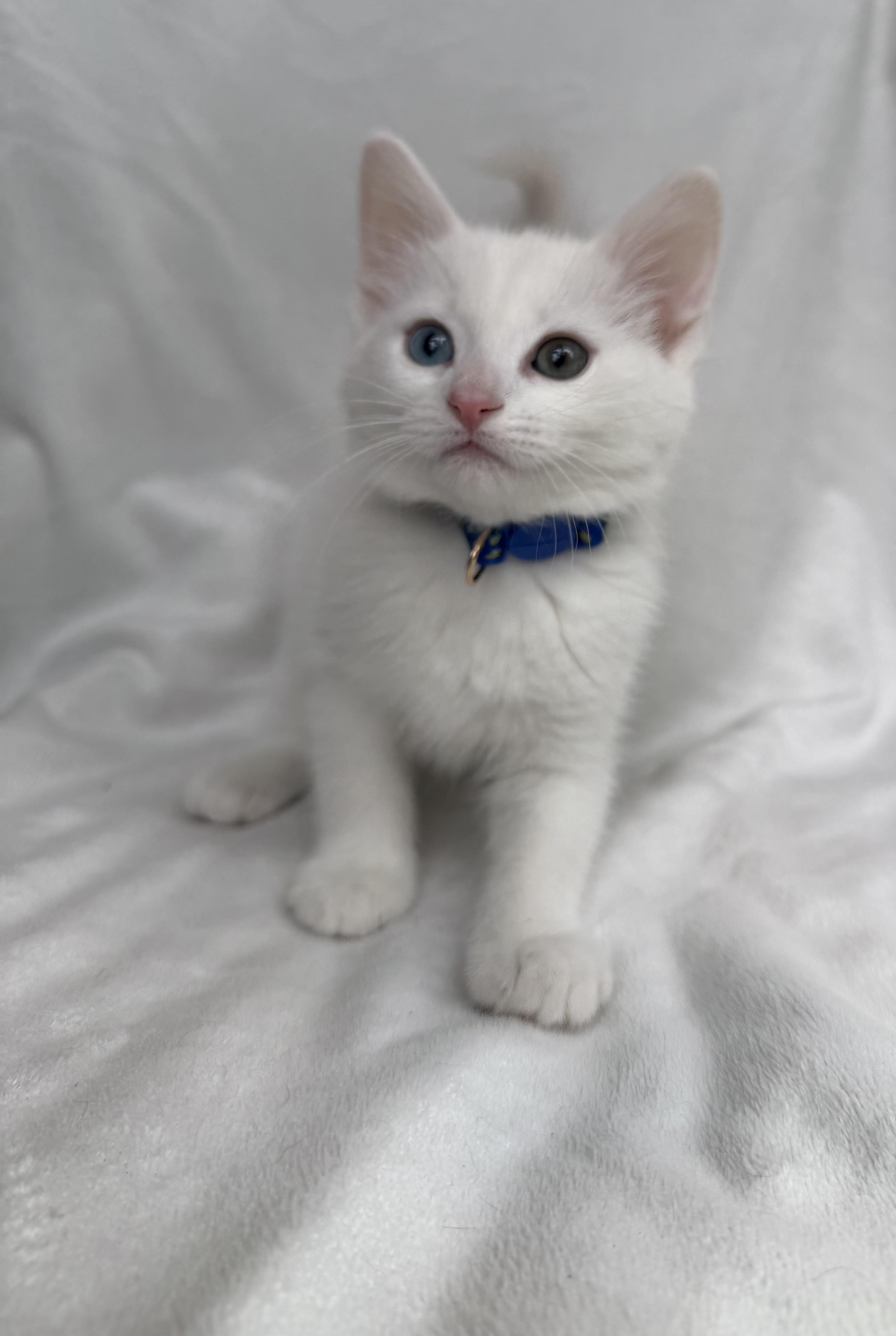 Enlarge Lumi, a Adoptable Domestic Medium Hair in Bonney Lake, WA image 5/6