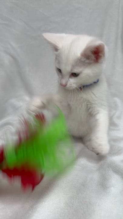 Enlarge Lumi, a Adoptable Domestic Medium Hair in Bonney Lake, WA video 6/6
