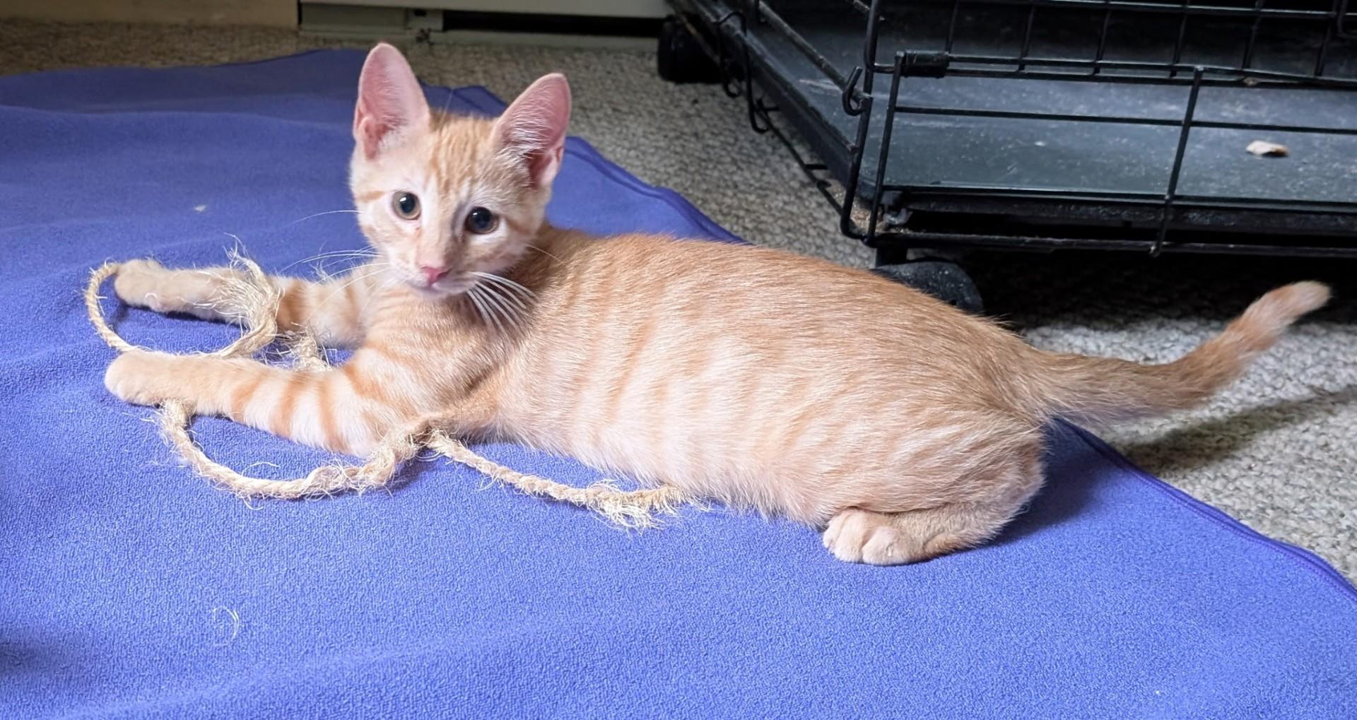 Enlarge Beatty (Tiff-fostered in New England), a Adoptable mixed breed in Brooklyn, CT image 2/3