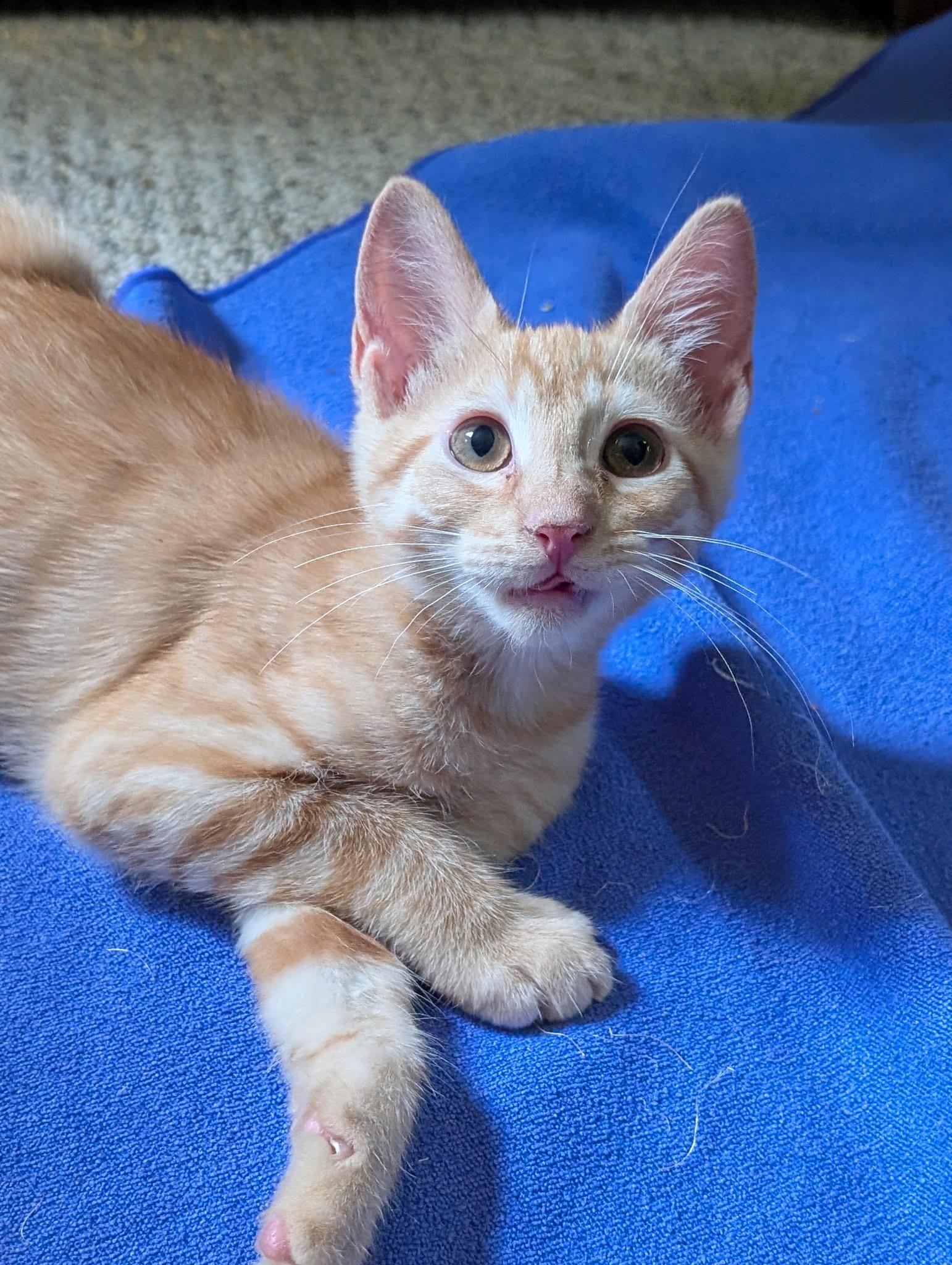 Beatty (Tiff-fostered in New England), Adoptable, Kitten Male Domestic Short Hair & Tabby.