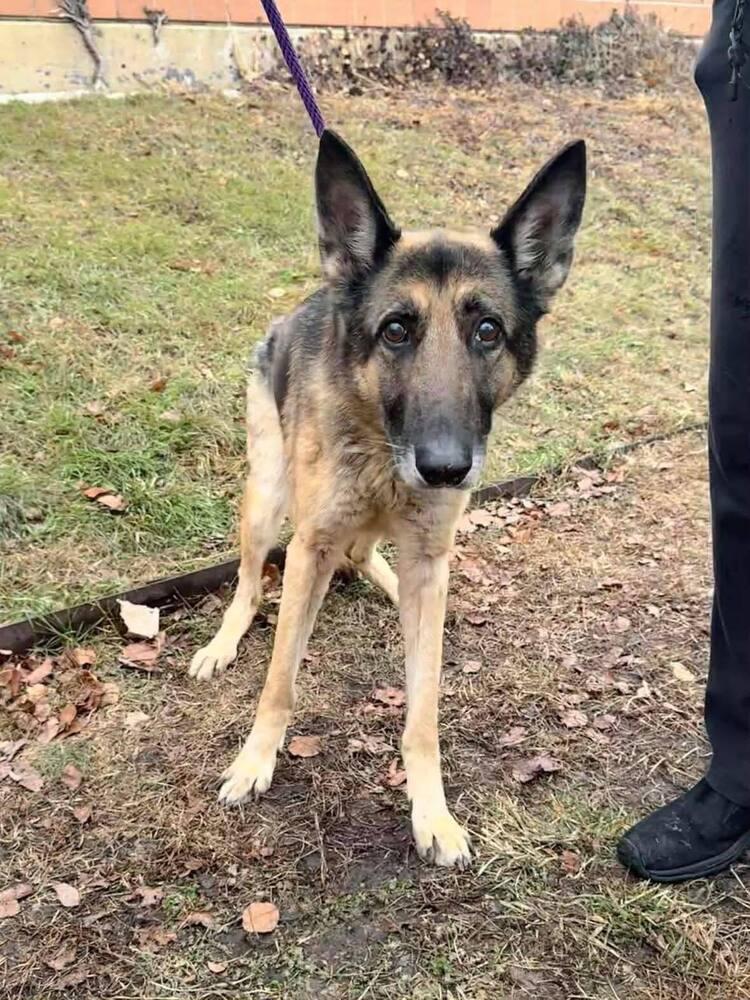 Enlarge Monica, a Adoptable German Shepherd Dog in Suamico, WI image 1/1