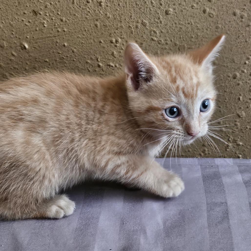 Apricot, Adoptable, Kitten Female Domestic Short Hair.