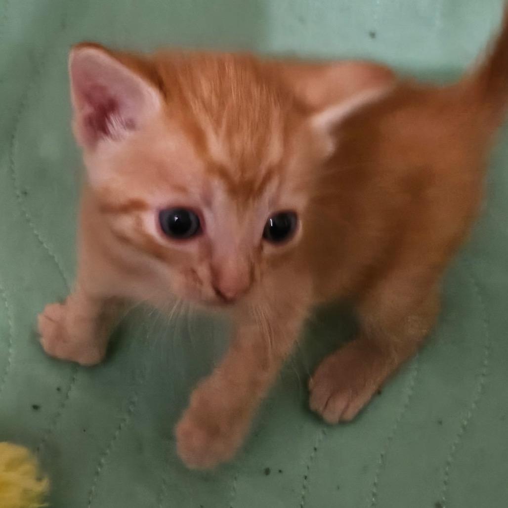 Apricot, a Adoptable Domestic Short Hair in Missouri City, TX image 2/3