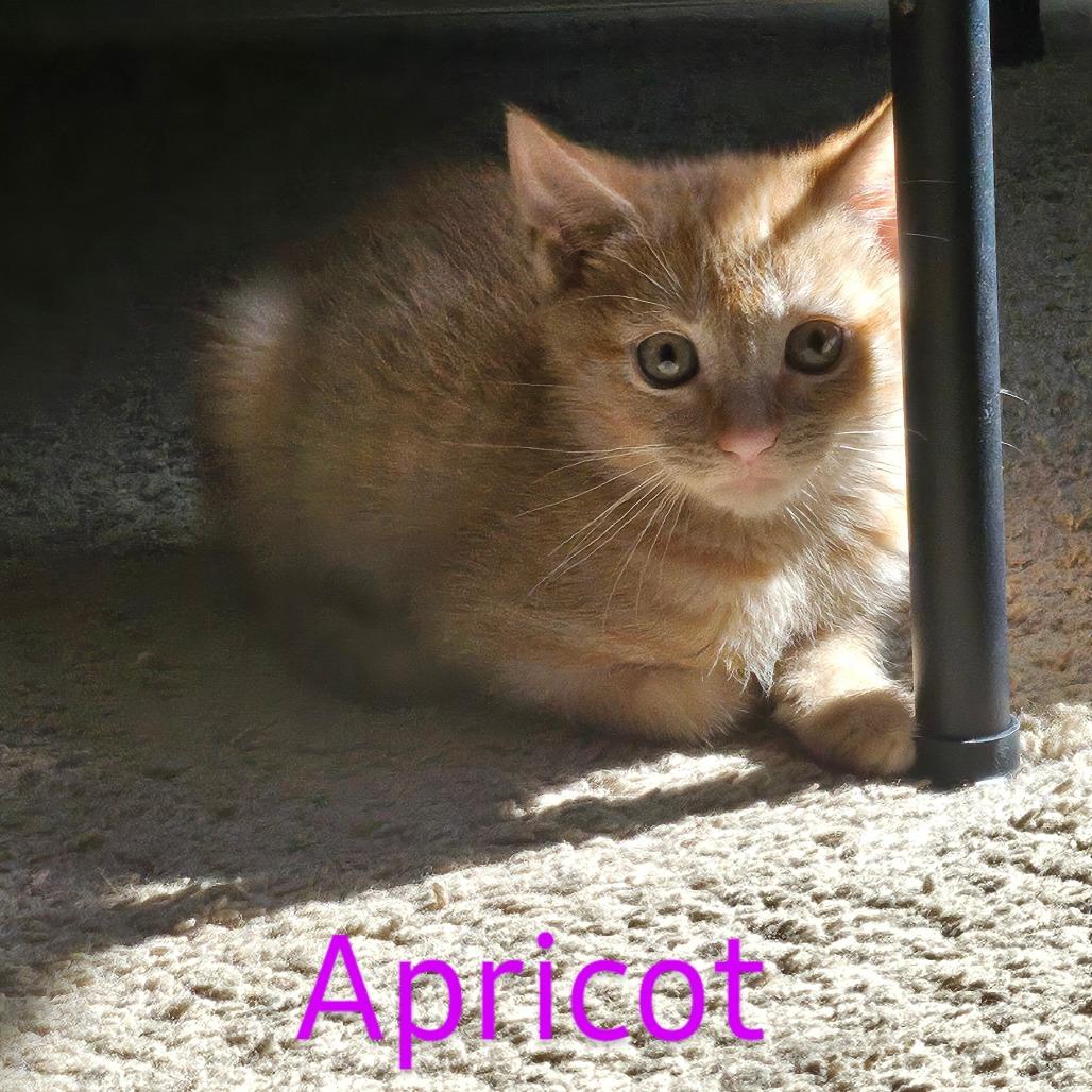 Apricot, a Adoptable Domestic Short Hair in Missouri City, TX image 3/3