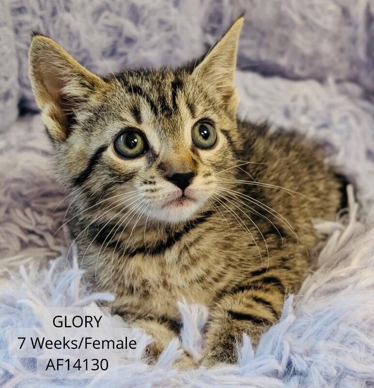 Patriot, Adoptable, Young Male Domestic Short Hair.