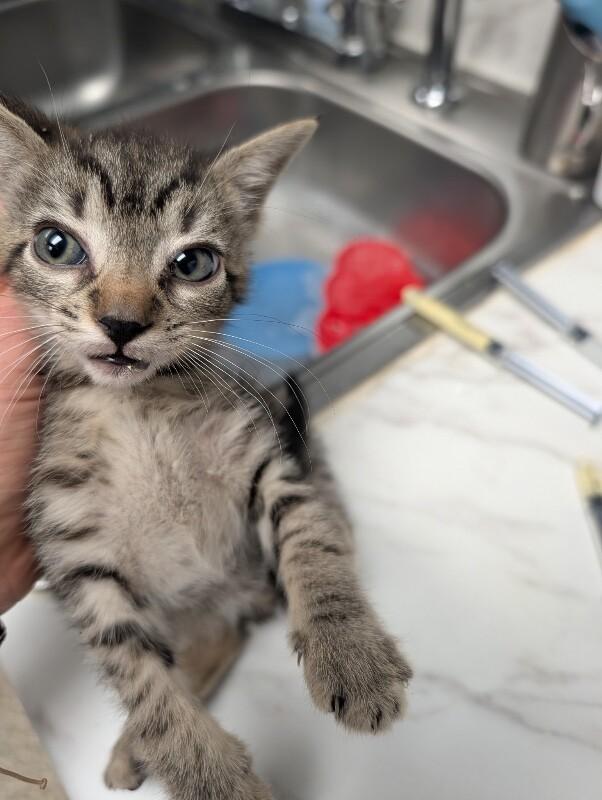 Patriot, a Adoptable Domestic Short Hair in Supply, NC image 2/2