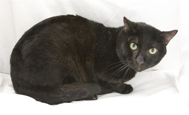 WILLOW, Adoptable, Young Male Domestic Short Hair.