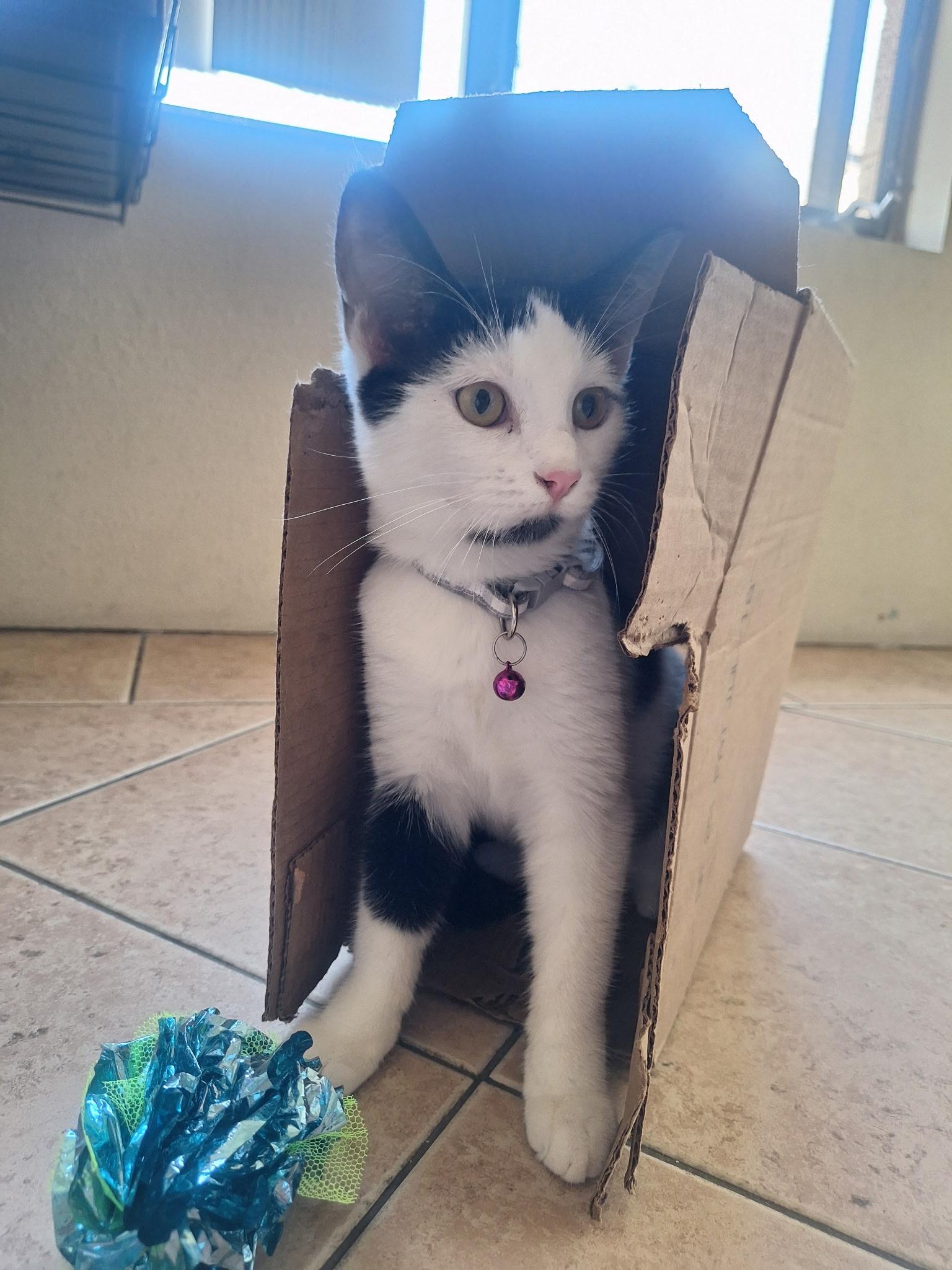 Enlarge Penny, a Adoptable Domestic Short Hair in Long Beach, CA image 4/6