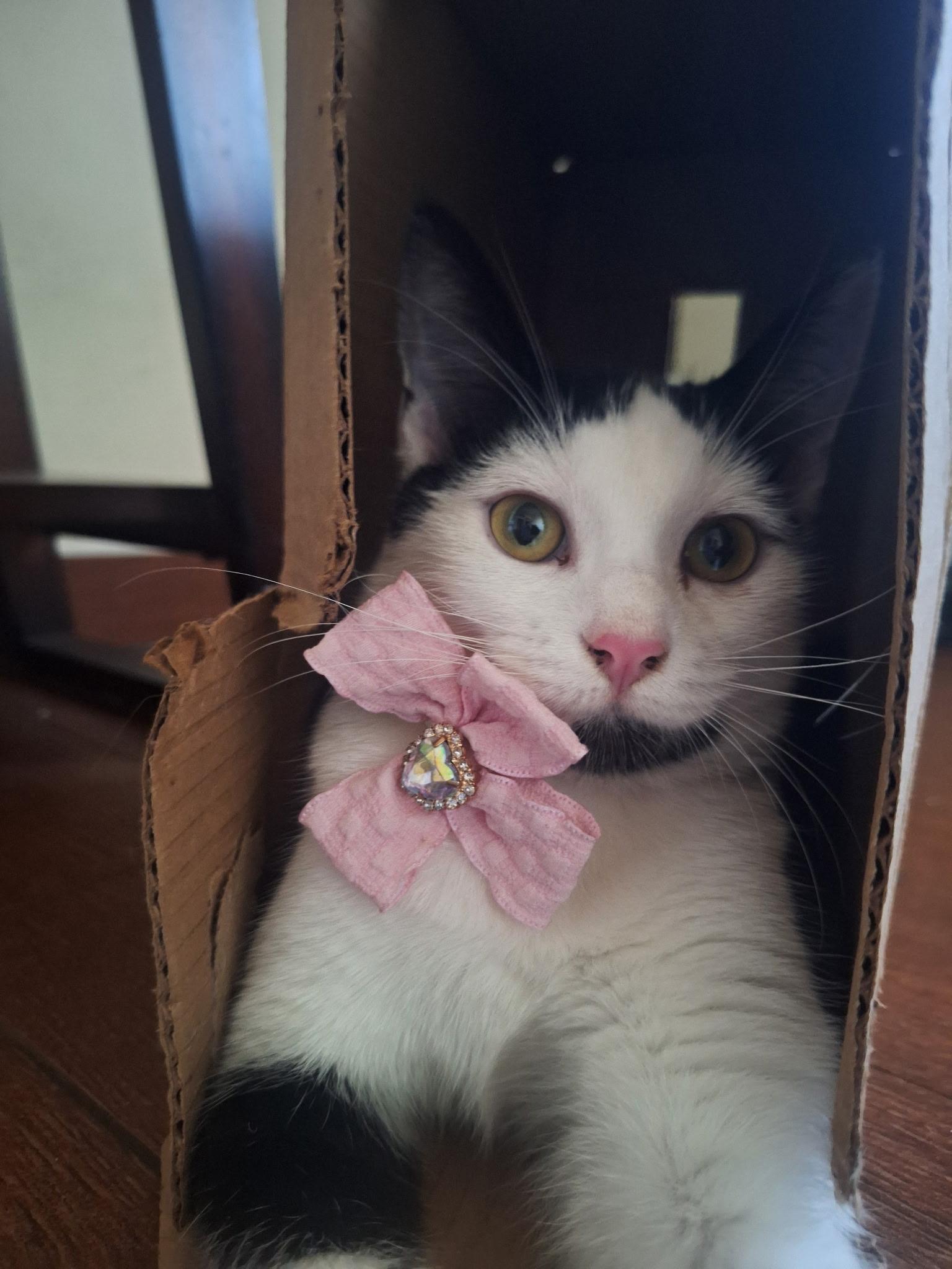 Enlarge Penny, a Adoptable Domestic Short Hair in Long Beach, CA image 2/6