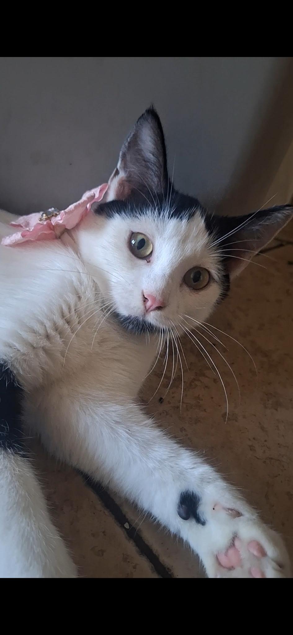 Enlarge Penny, a Adoptable Domestic Short Hair in Long Beach, CA image 5/6