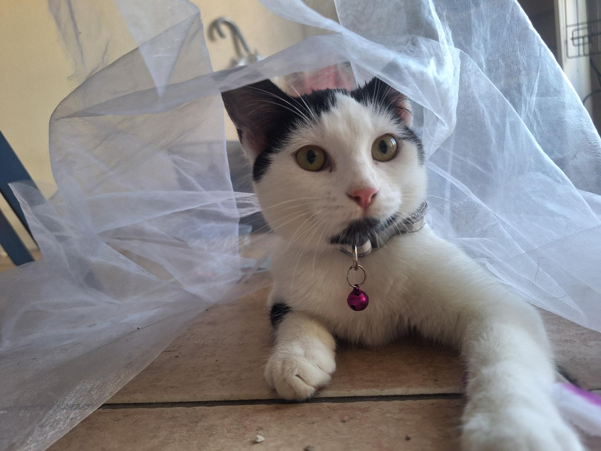 Enlarge Penny, a Adoptable Domestic Short Hair in Long Beach, CA image 3/6