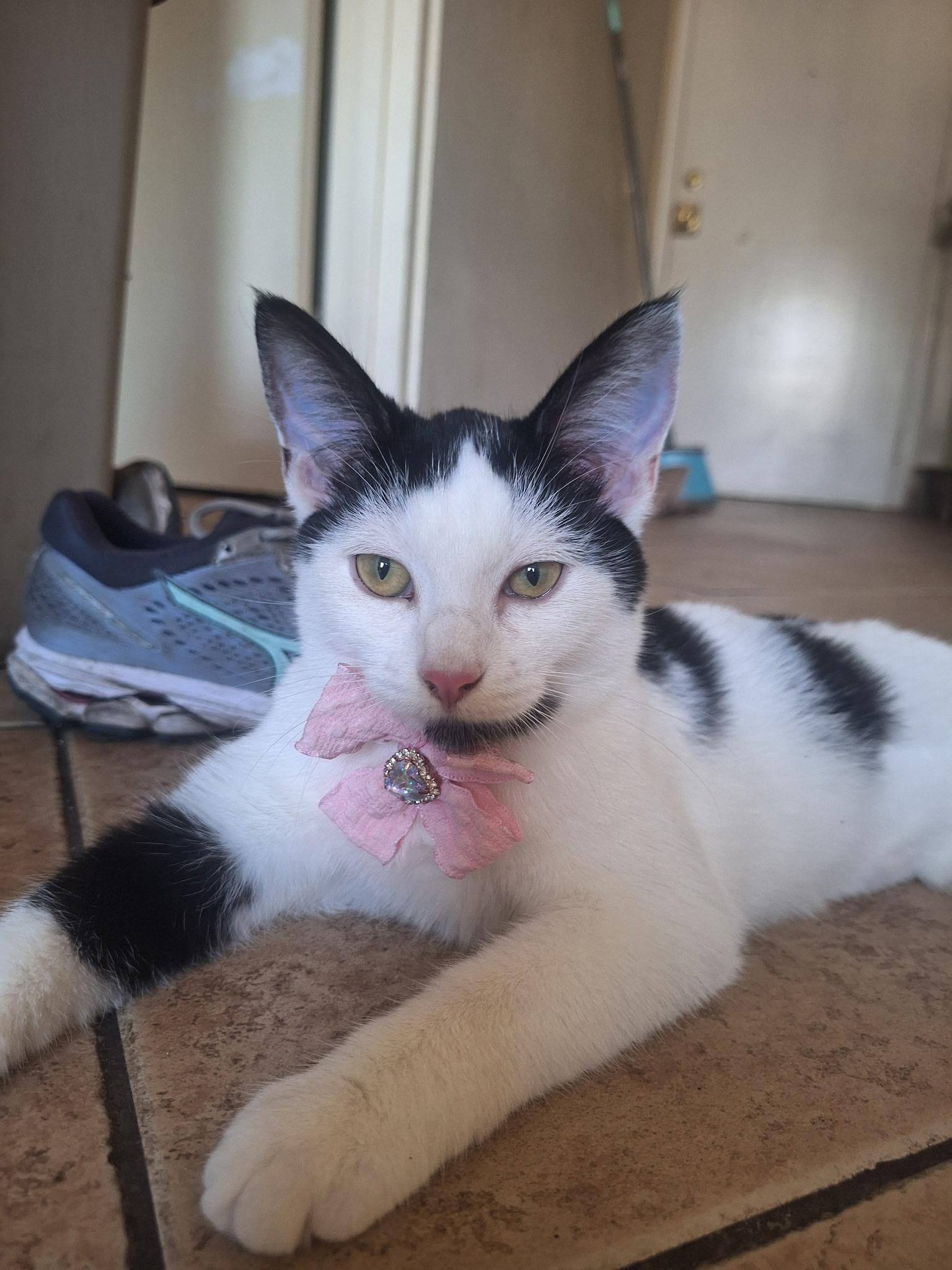 Penny, Adoptable, Young Female Domestic Short Hair.