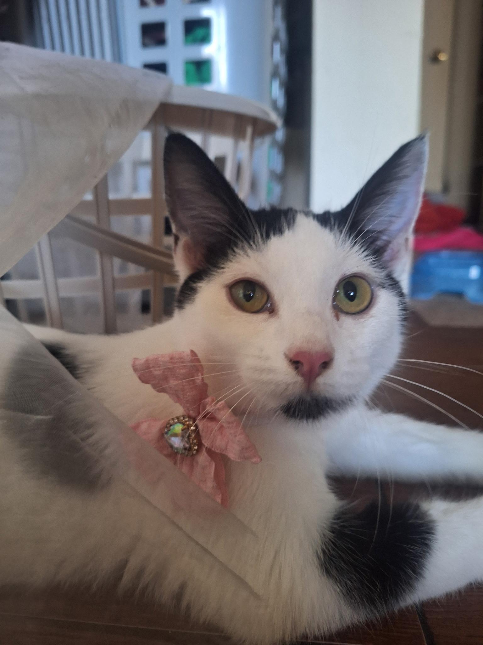 Enlarge Penny, a Adoptable Domestic Short Hair in Long Beach, CA image 6/6