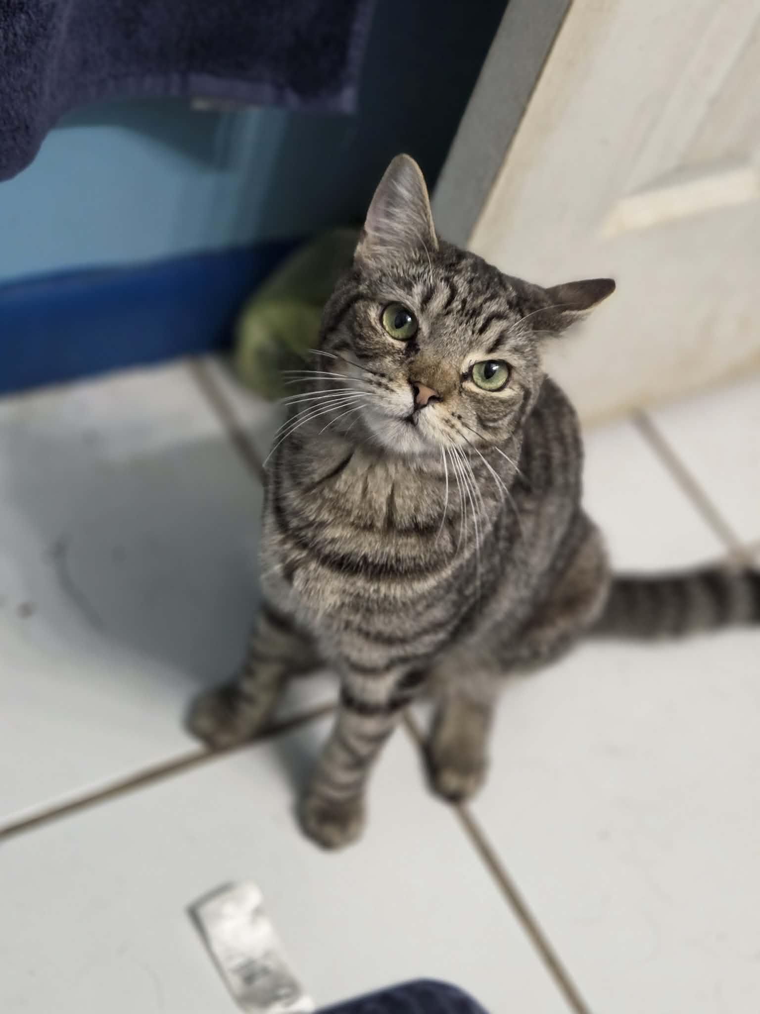 SPENCER, ADOPTABLE, Young Male Domestic Short Hair & Tabby.