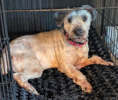 Sophie - Bonded Pair, a Adoptable Wheaten Terrier in Miamisburg, OH image 3/4