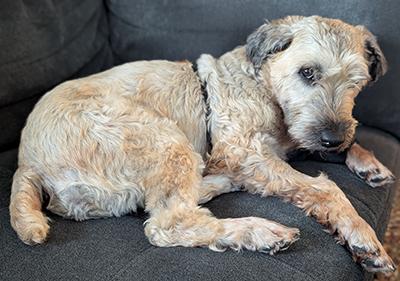 Sophie - Bonded Pair, a Adoptable Wheaten Terrier in Miamisburg, OH image 4/4
