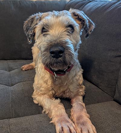 Sophie - Bonded Pair, Adoptable, Senior Female Wheaten Terrier.