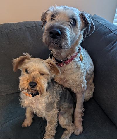 Sophie - Bonded Pair, a Adoptable Wheaten Terrier in Miamisburg, OH image 2/4