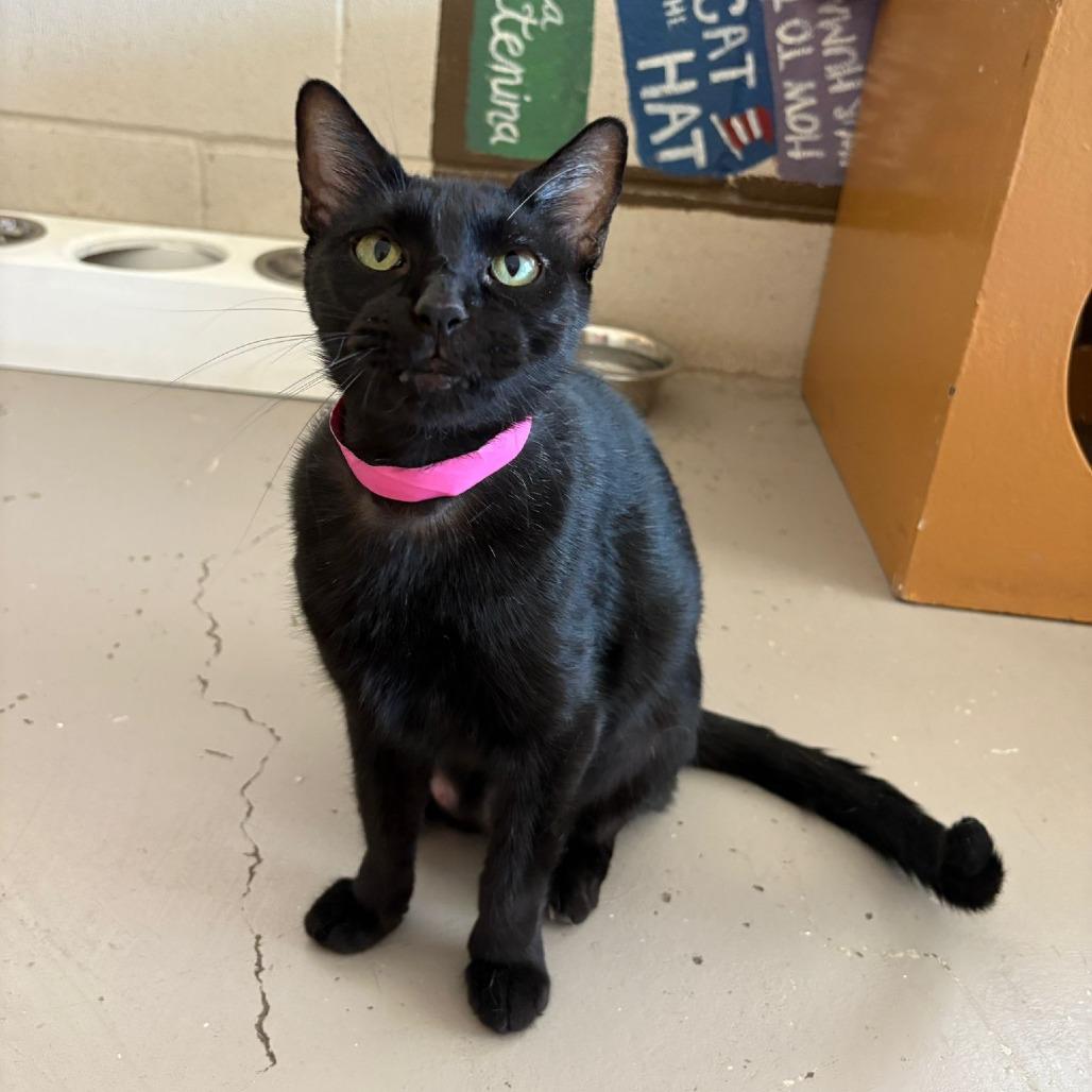 Coffee, Adoptable, Senior Female Domestic Short Hair.