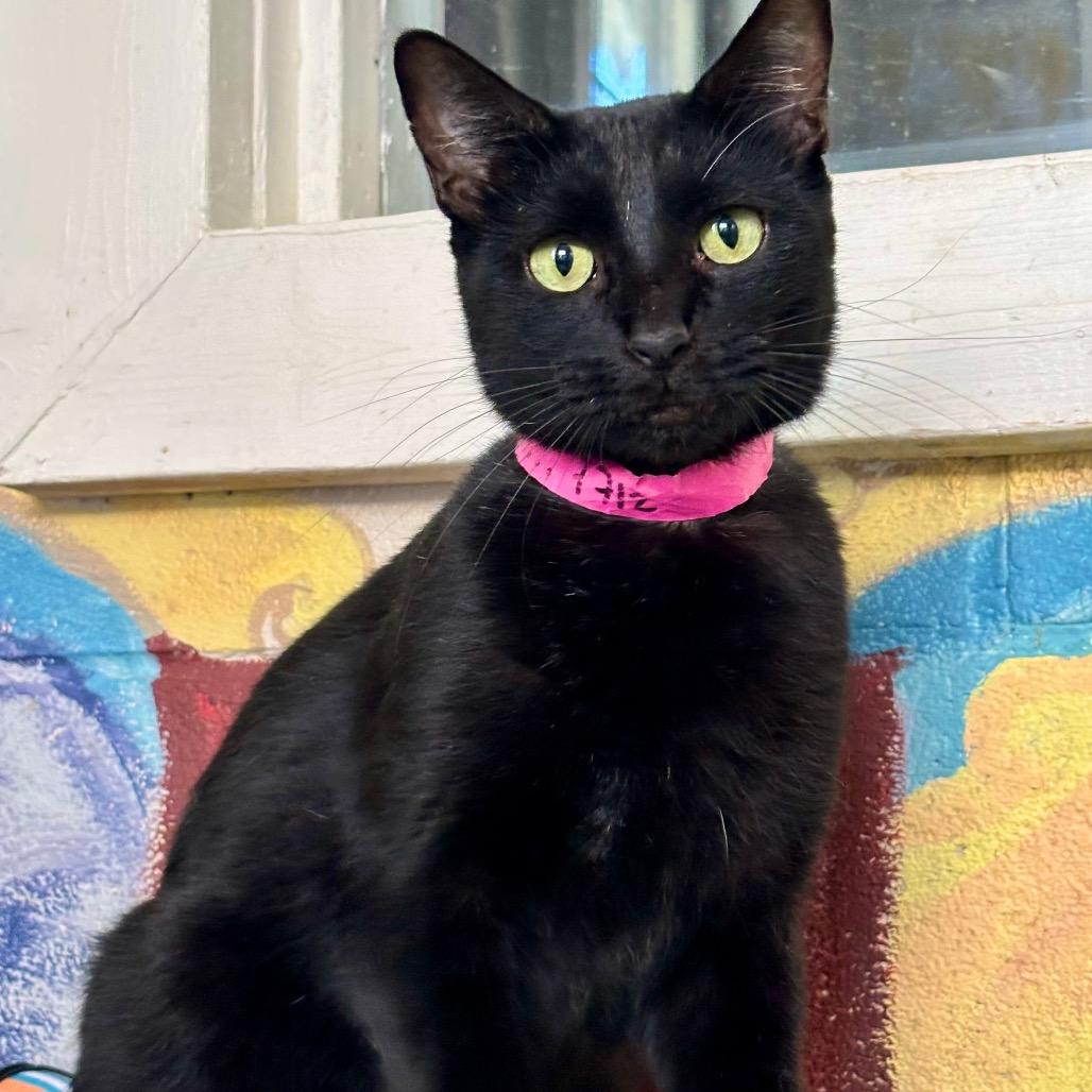 Enlarge Coffee, a Adoptable Domestic Short Hair in Laredo, TX image 2/4