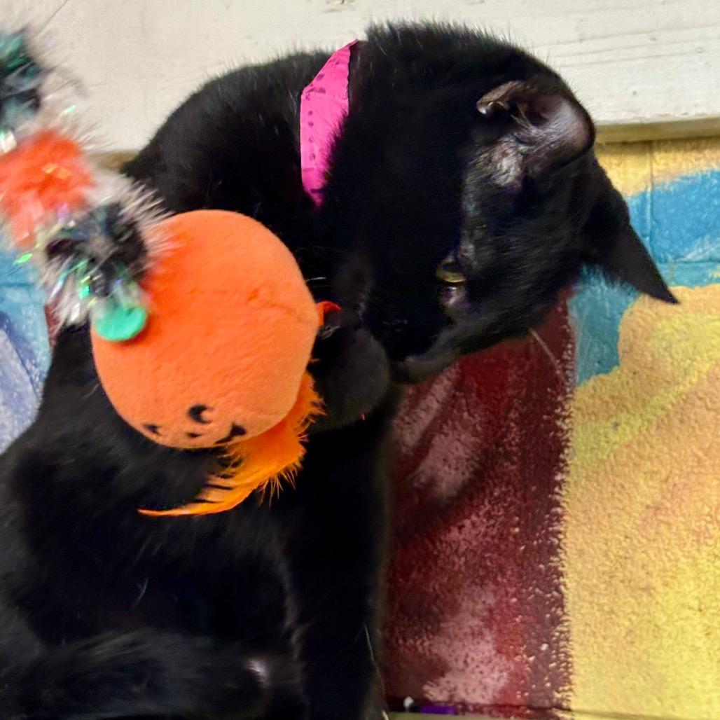Enlarge Coffee, a Adoptable Domestic Short Hair in Laredo, TX image 4/4