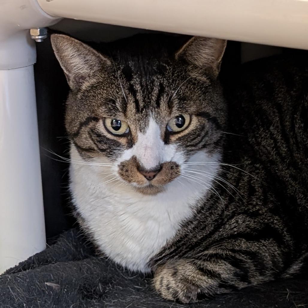 Enlarge Timothy James, a Adoptable Domestic Short Hair in Spokane, WA image 1/1