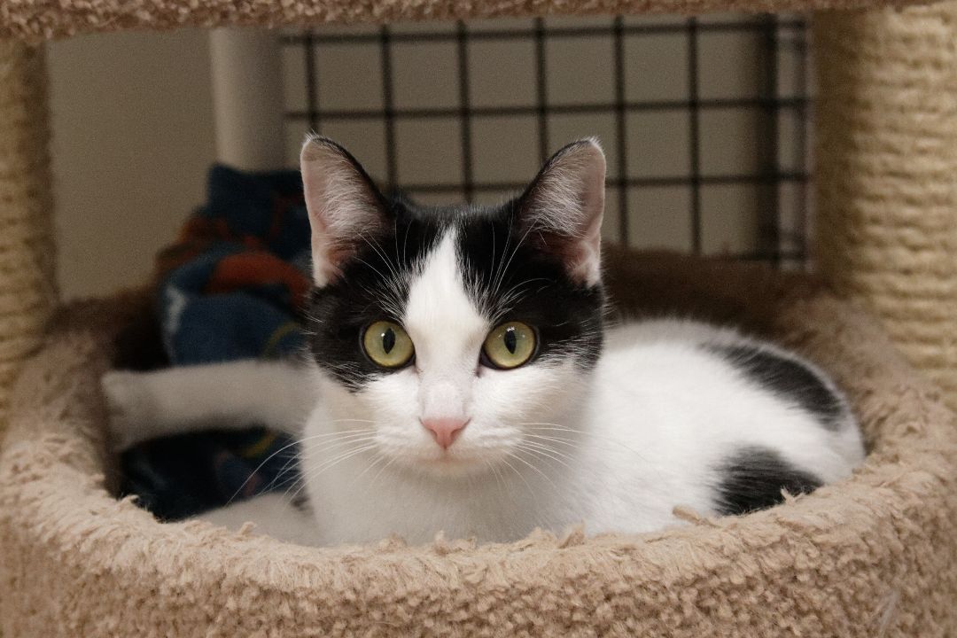 Dasher, a Adoptable Domestic Short Hair in Urbana, OH image 4/6