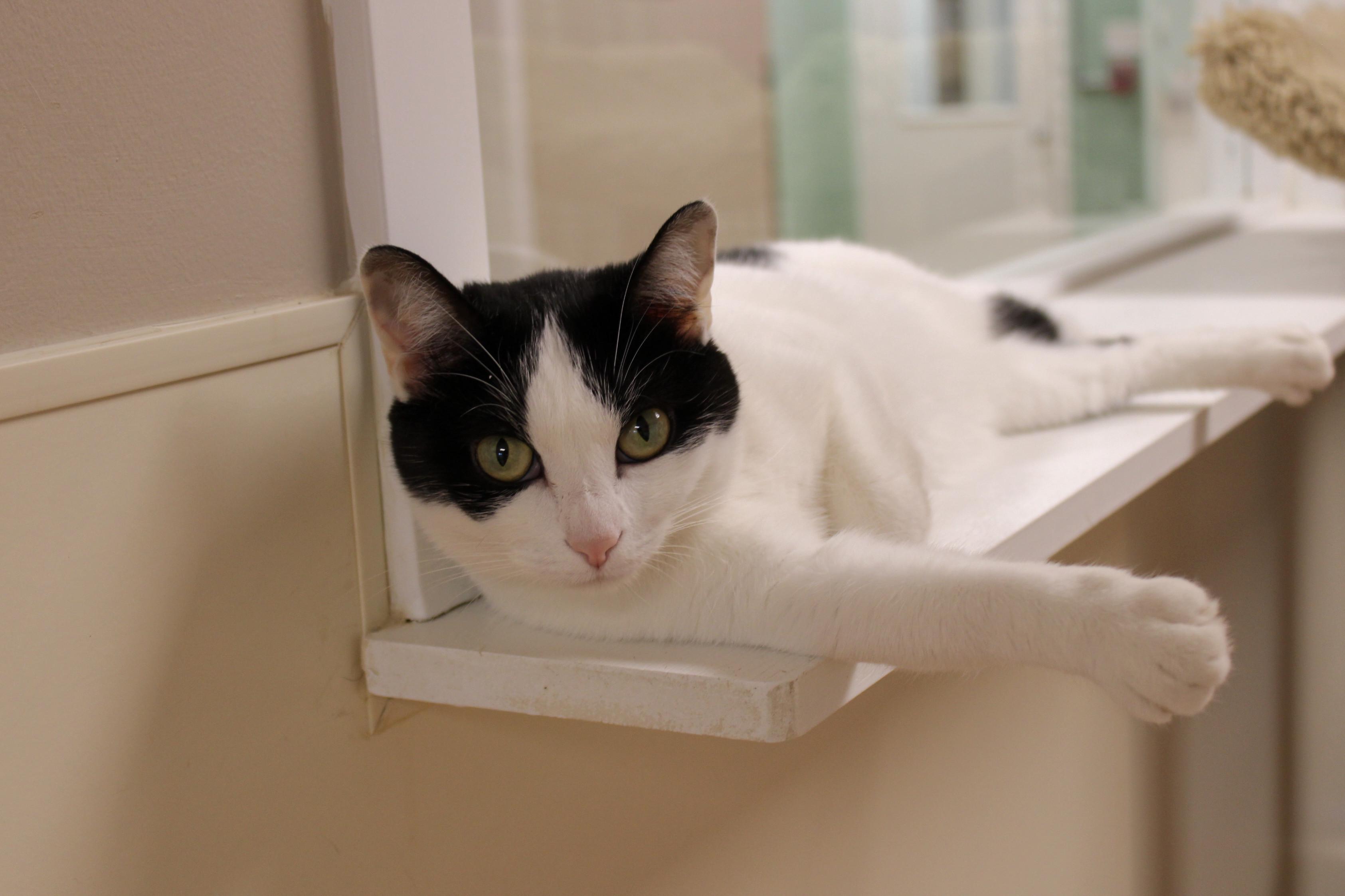 Dasher, a Adoptable Domestic Short Hair in Urbana, OH image 2/6